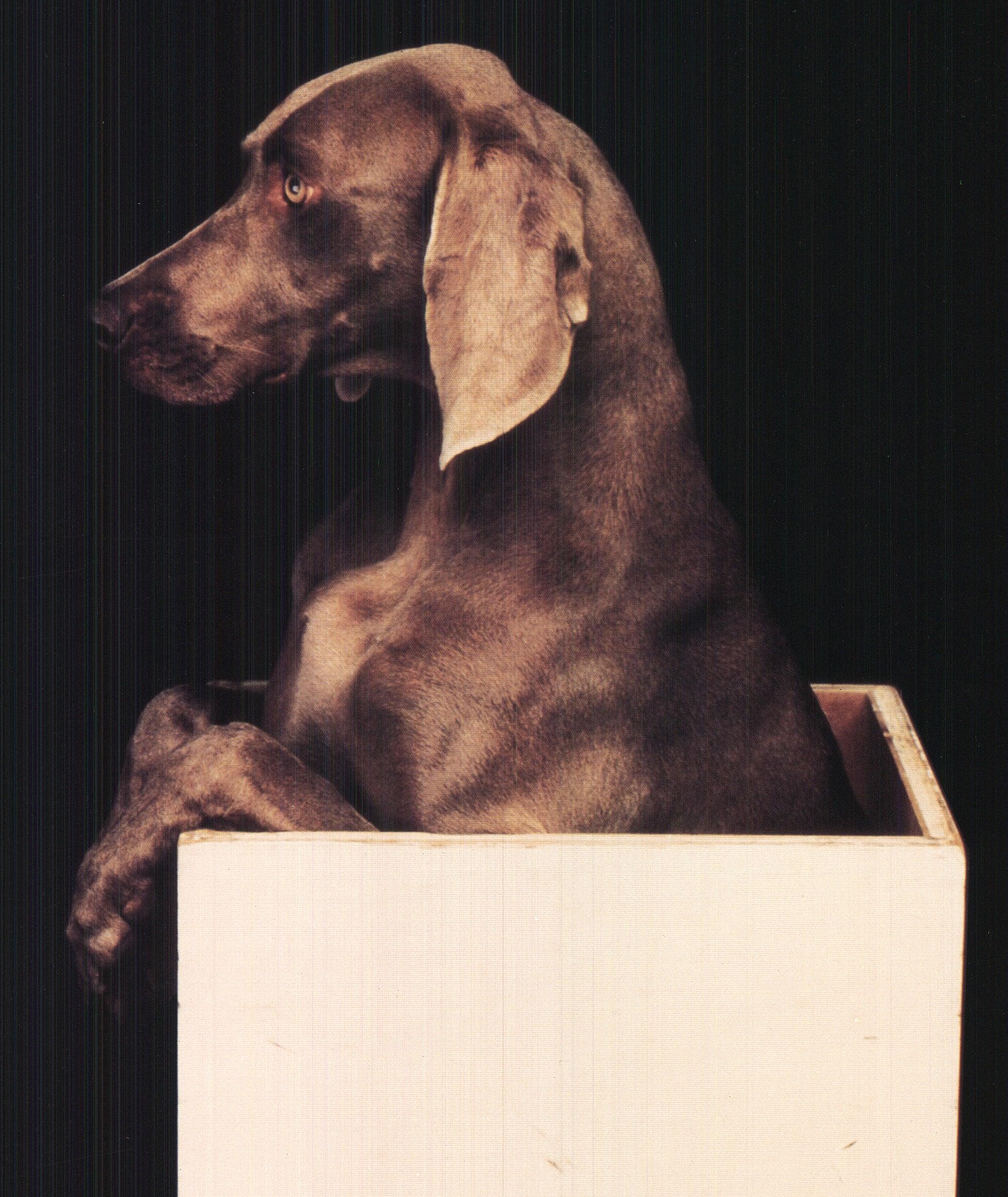 William Wegman 'In the Box (Right)' For Sale 2