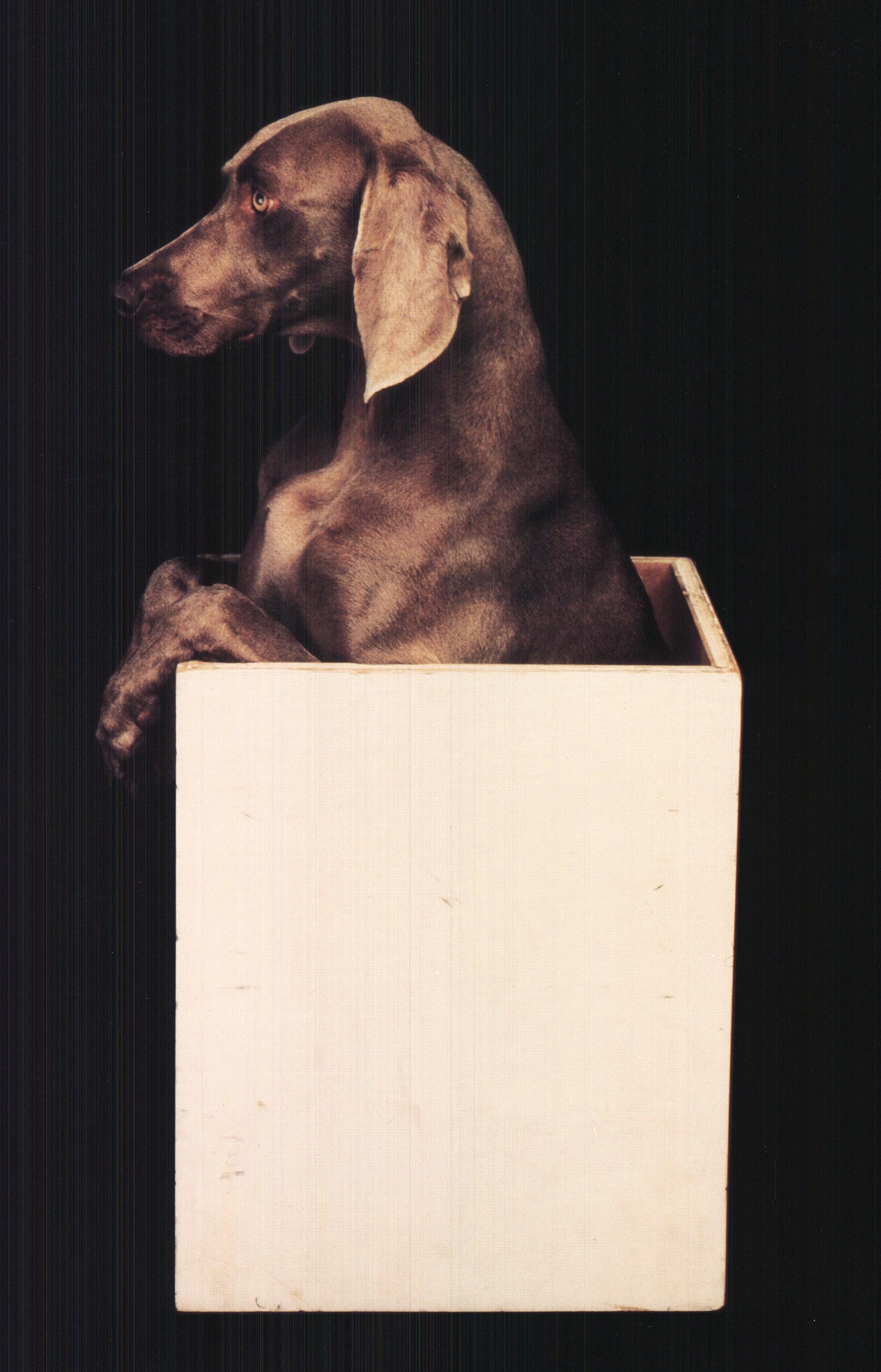 William Wegman 'In the Box (Right)' For Sale 3