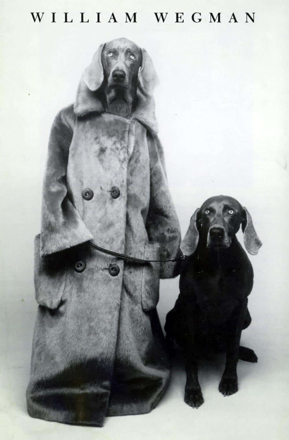 William Wegman Whitney Museum 1992 Announcement Wegman Dog Walker For William Wegman Whitney Museum 1992 Announcement Wegman Dog Walker For