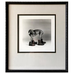 William Wegman Silver Print Photograph Dog Wearing Boots, 1988