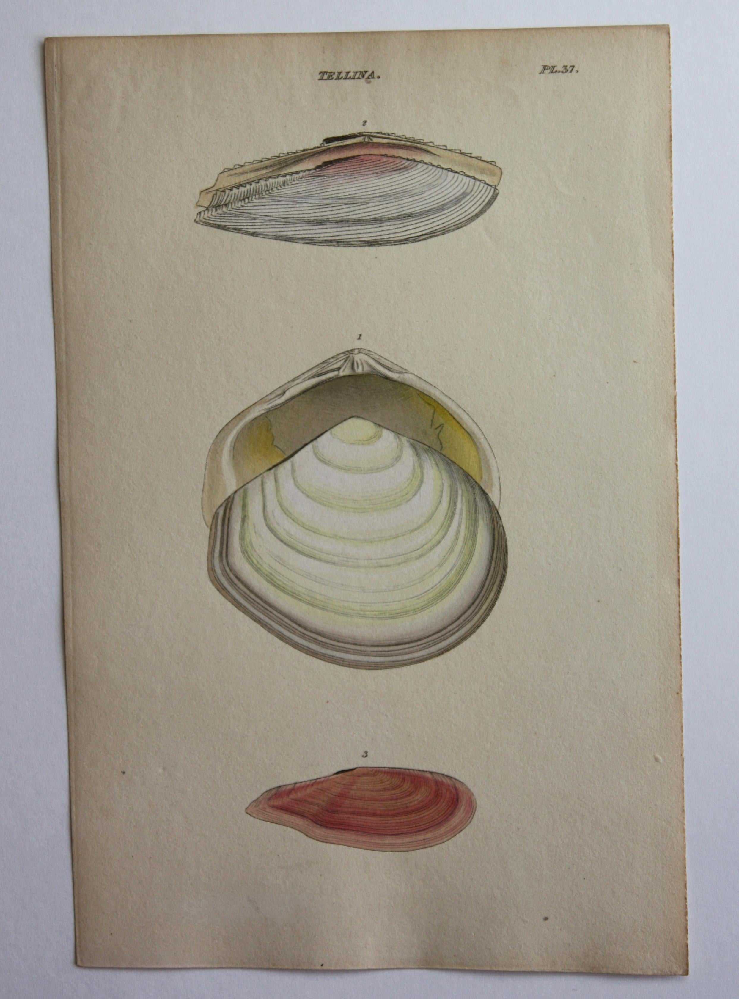 42 Hand-Colored Antique Prints of Shells by William Wood For Sale 8