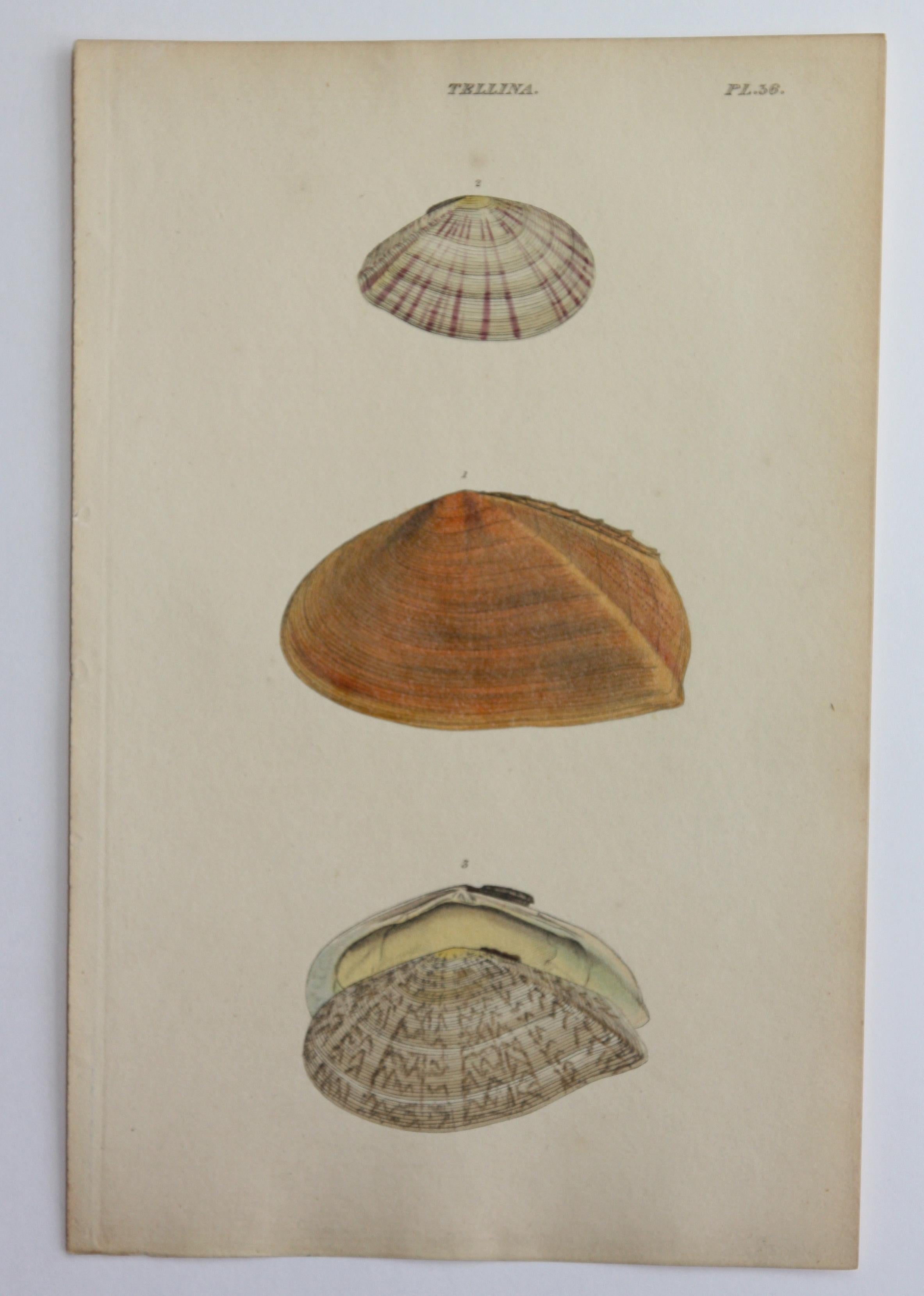 42 Hand-Colored Antique Prints of Shells by William Wood For Sale 9