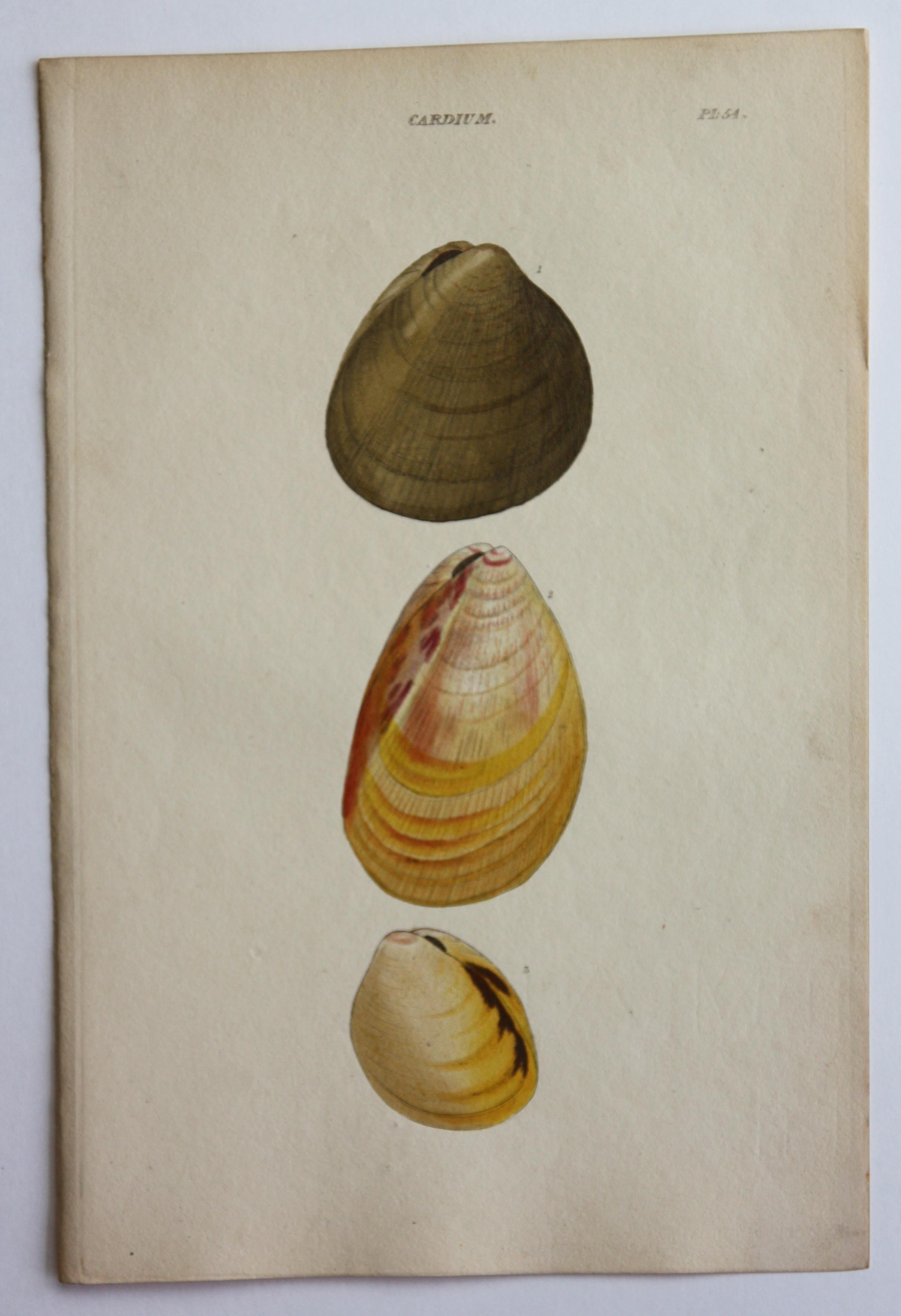 42 Hand-Colored Antique Prints of Shells by William Wood For Sale 10