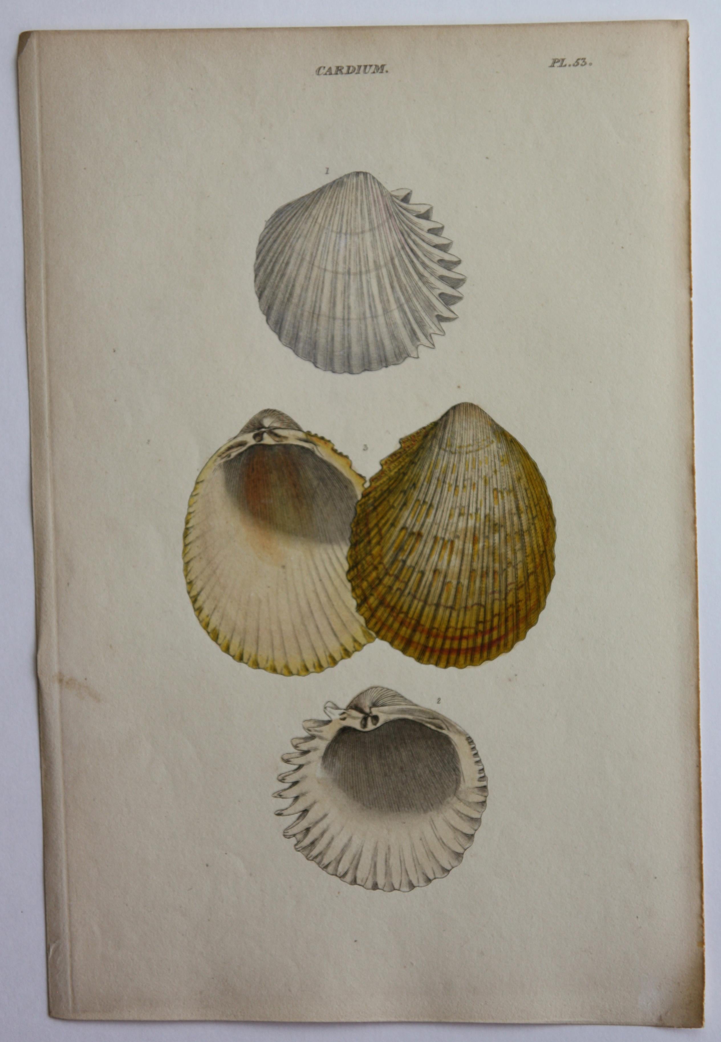 42 Hand-Colored Antique Prints of Shells by William Wood For Sale 11