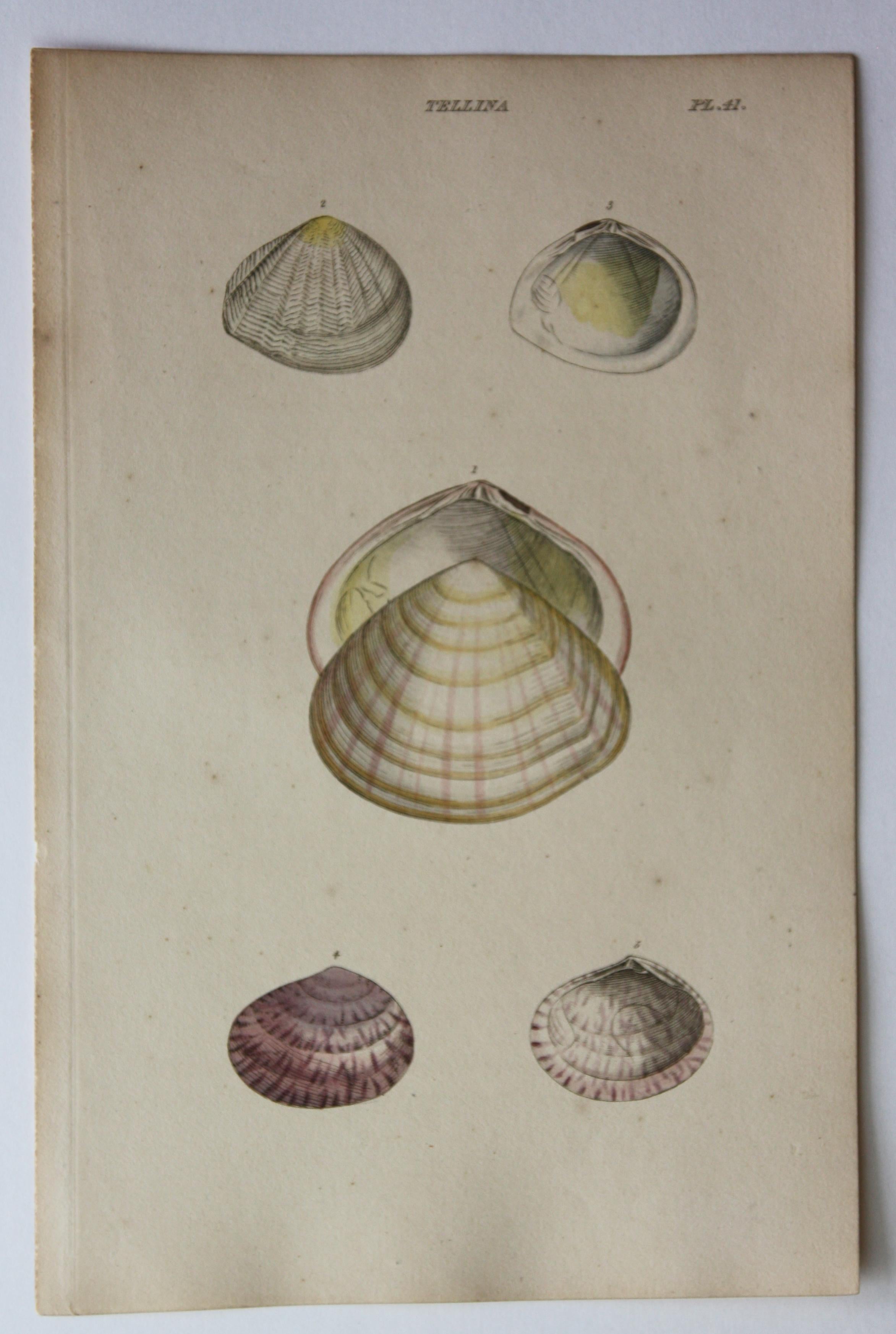 42 Hand-Colored Antique Prints of Shells by William Wood For Sale 12