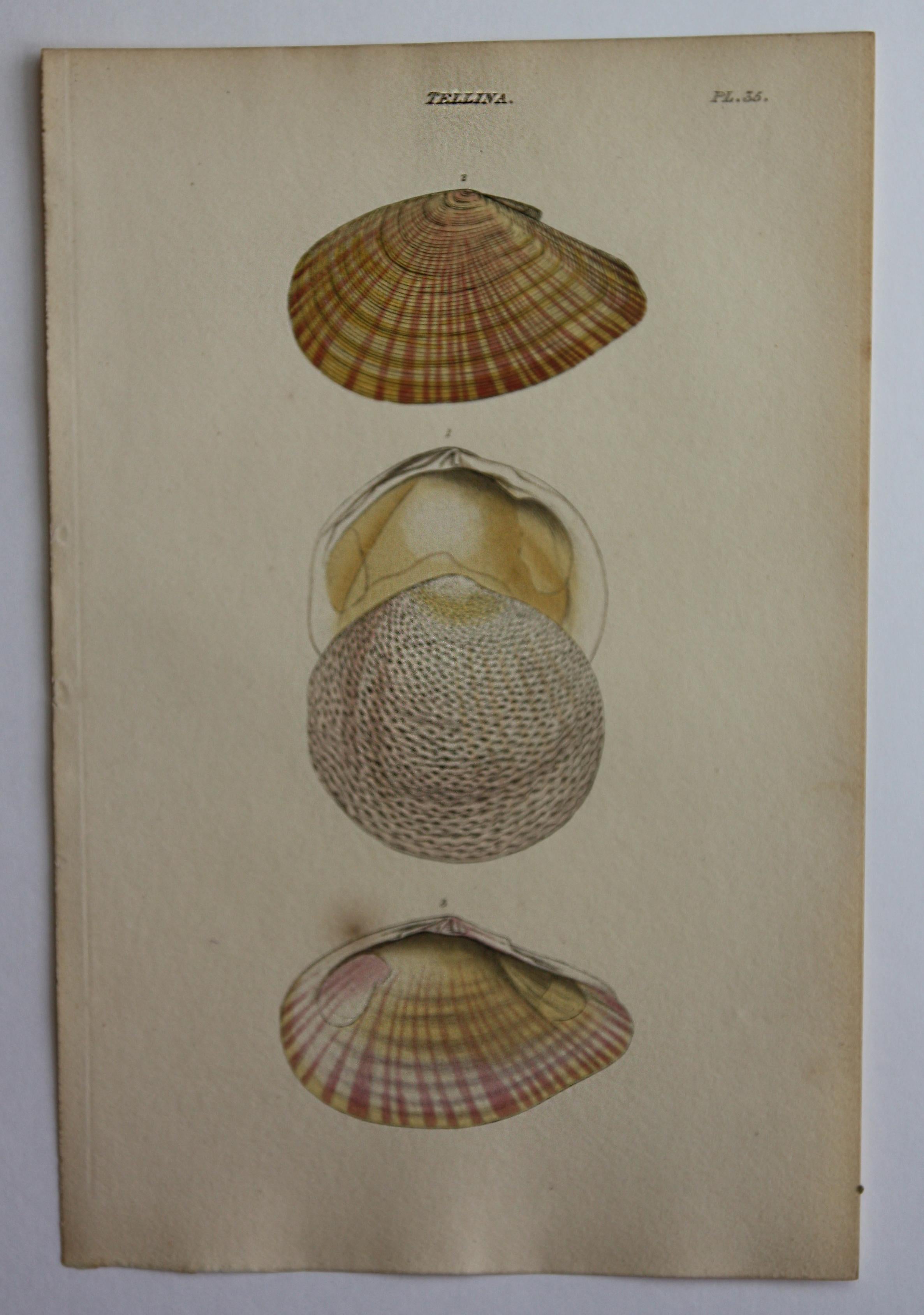 42 Hand-Colored Antique Prints of Shells by William Wood For Sale 13