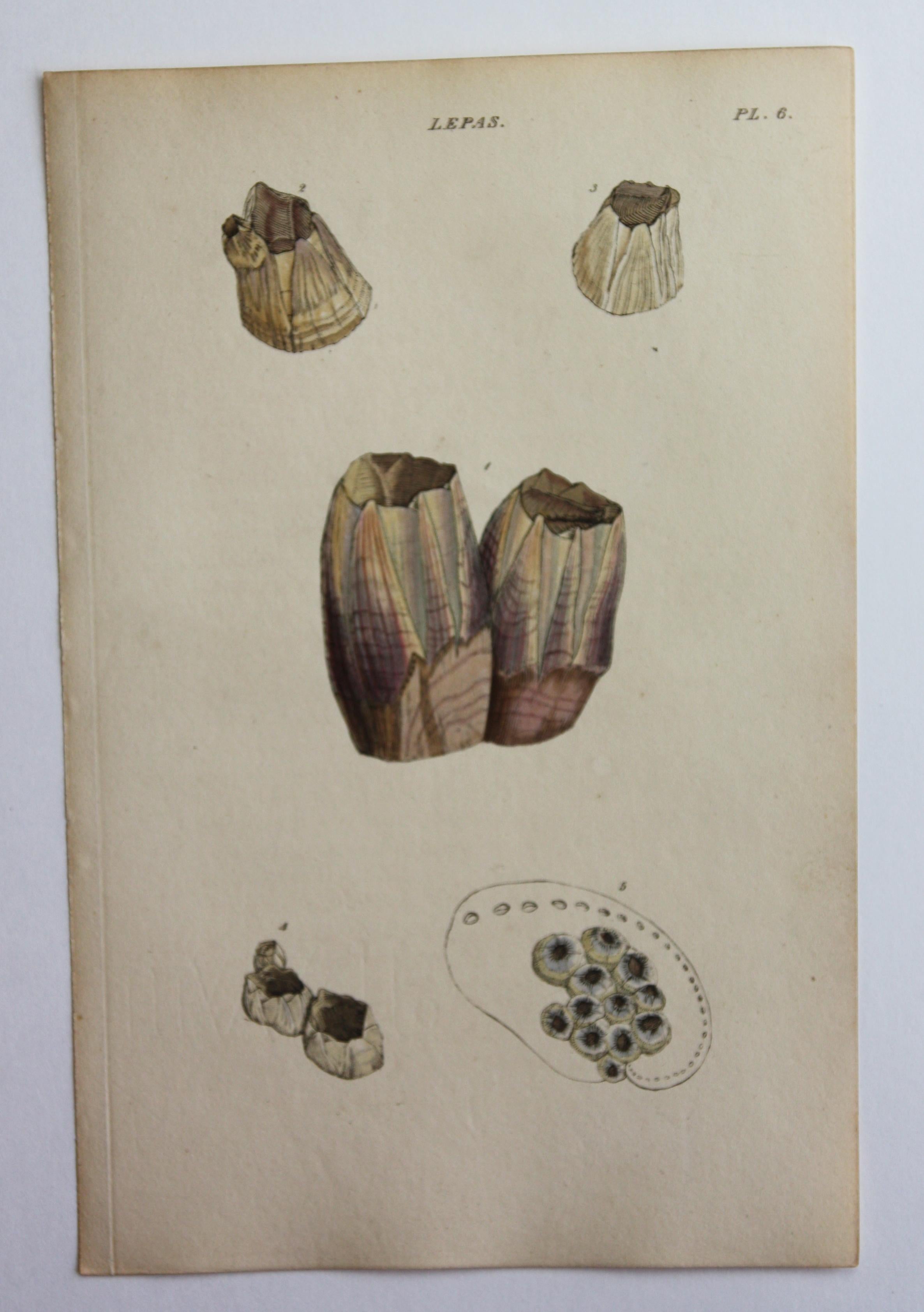 42 Hand-Colored Antique Prints of Shells by William Wood For Sale 2