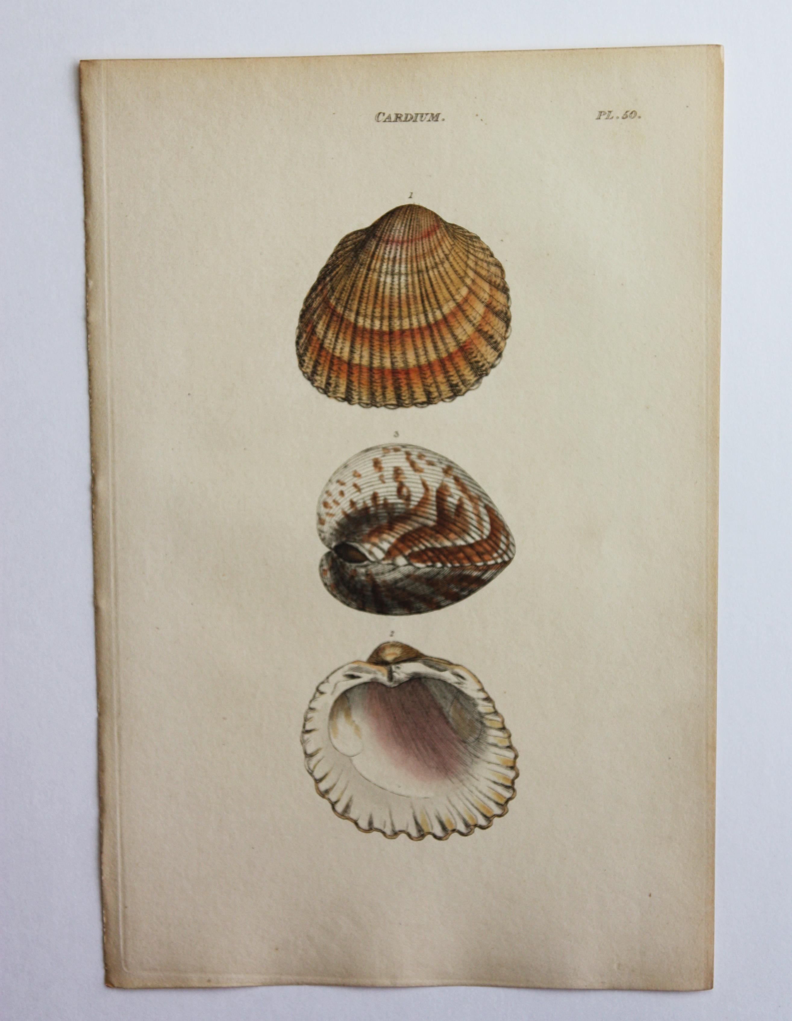 42 Hand-Colored Antique Prints of Shells by William Wood For Sale 3
