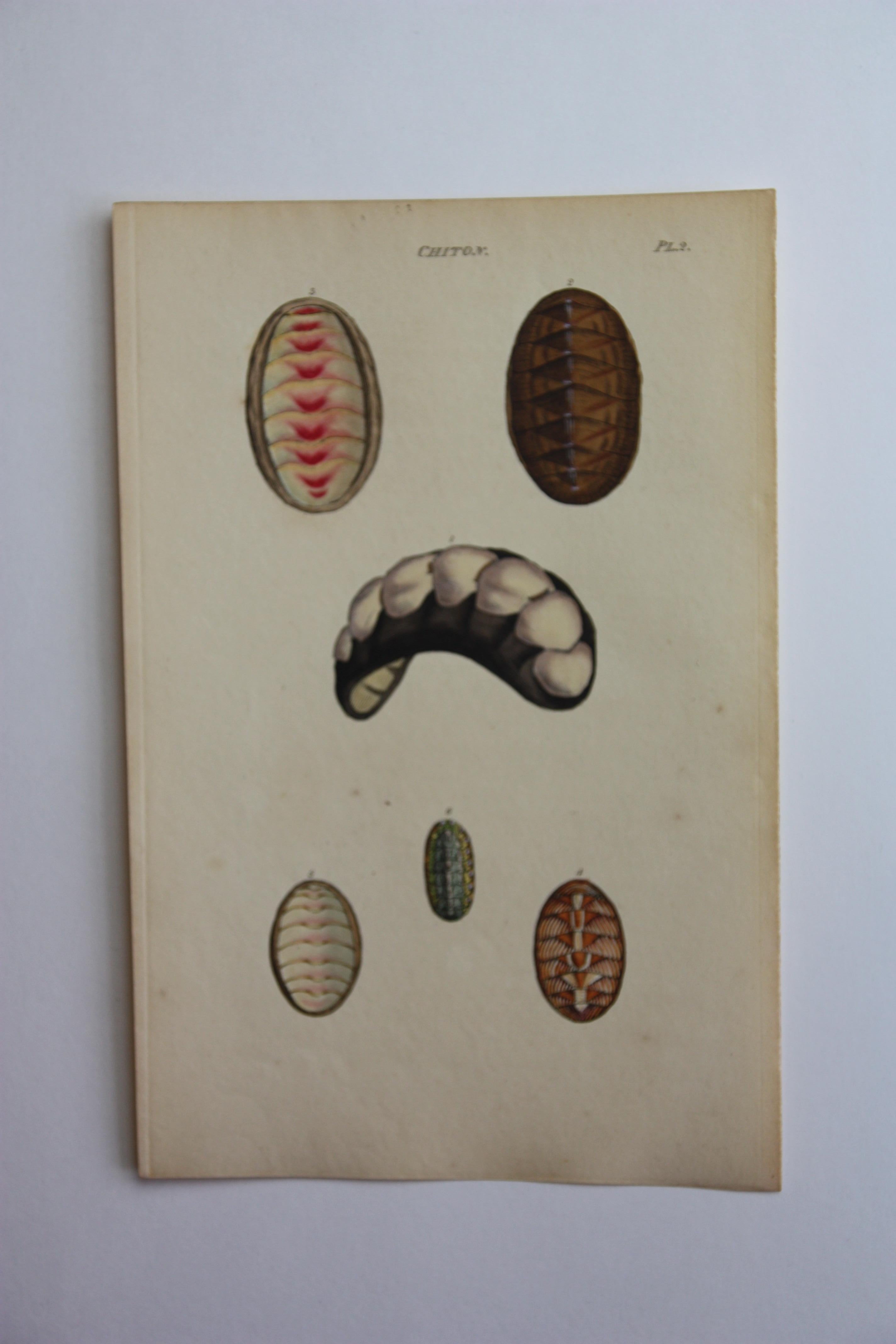 42 Hand-Colored Antique Prints of Shells by William Wood For Sale 4