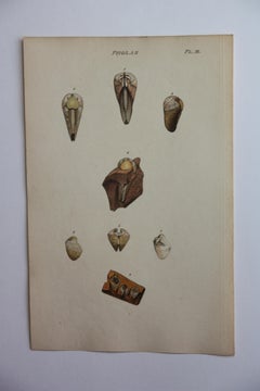 42 Hand-Colored Antique Prints of Shells by William Wood