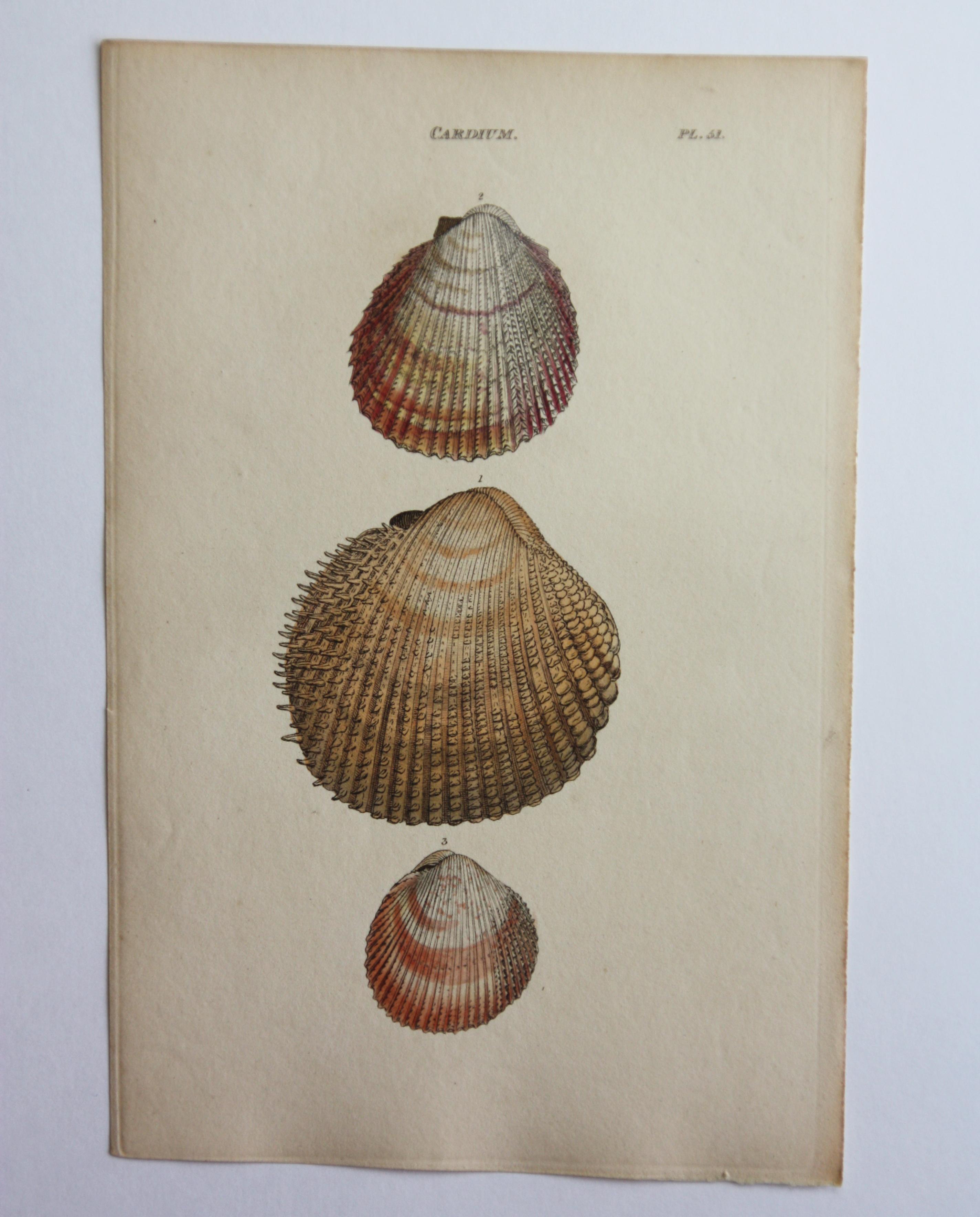 42 Hand-Colored Antique Prints of Shells by William Wood For Sale 5