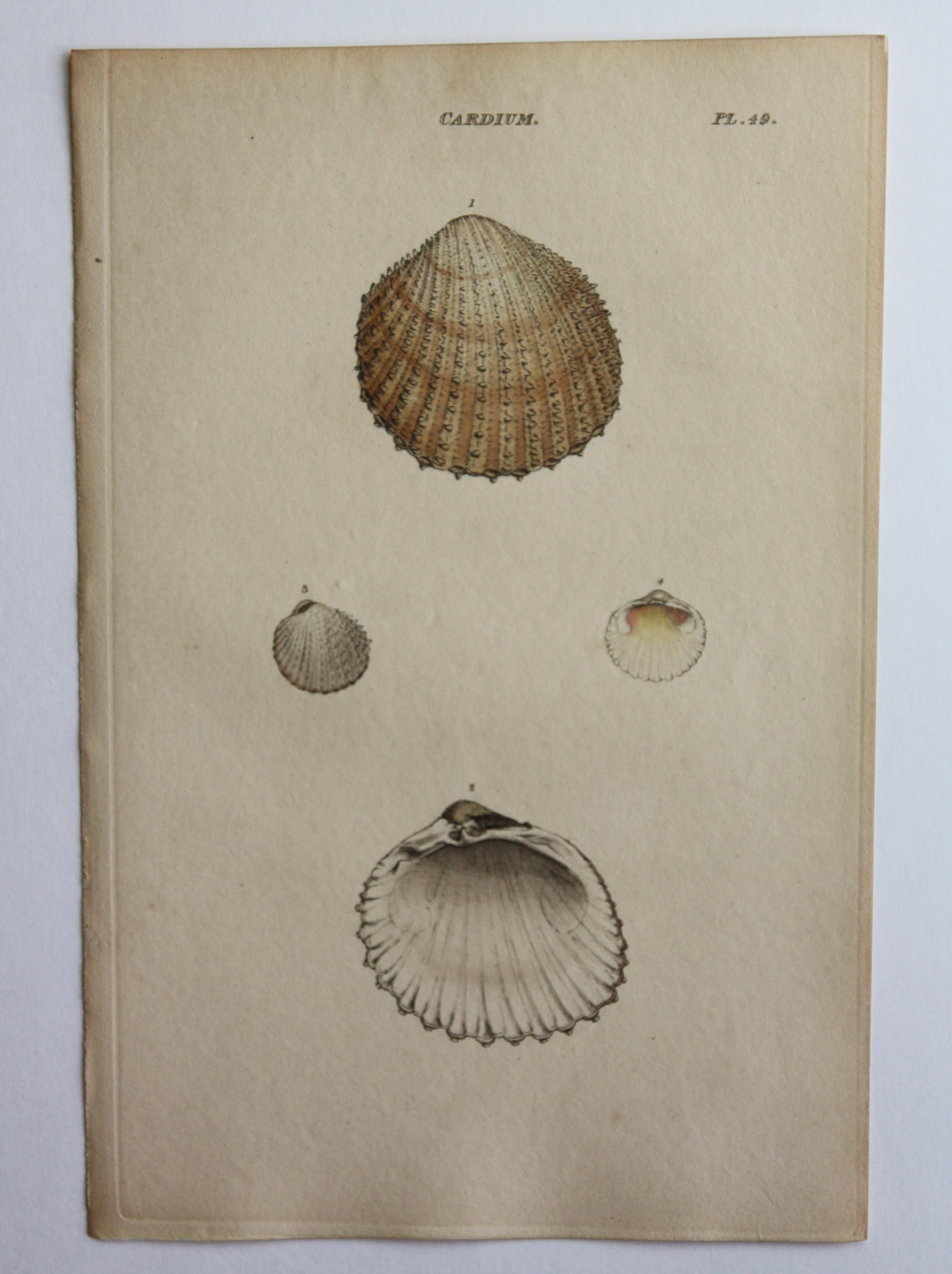 42 Hand-Colored Antique Prints of Shells by William Wood For Sale 7