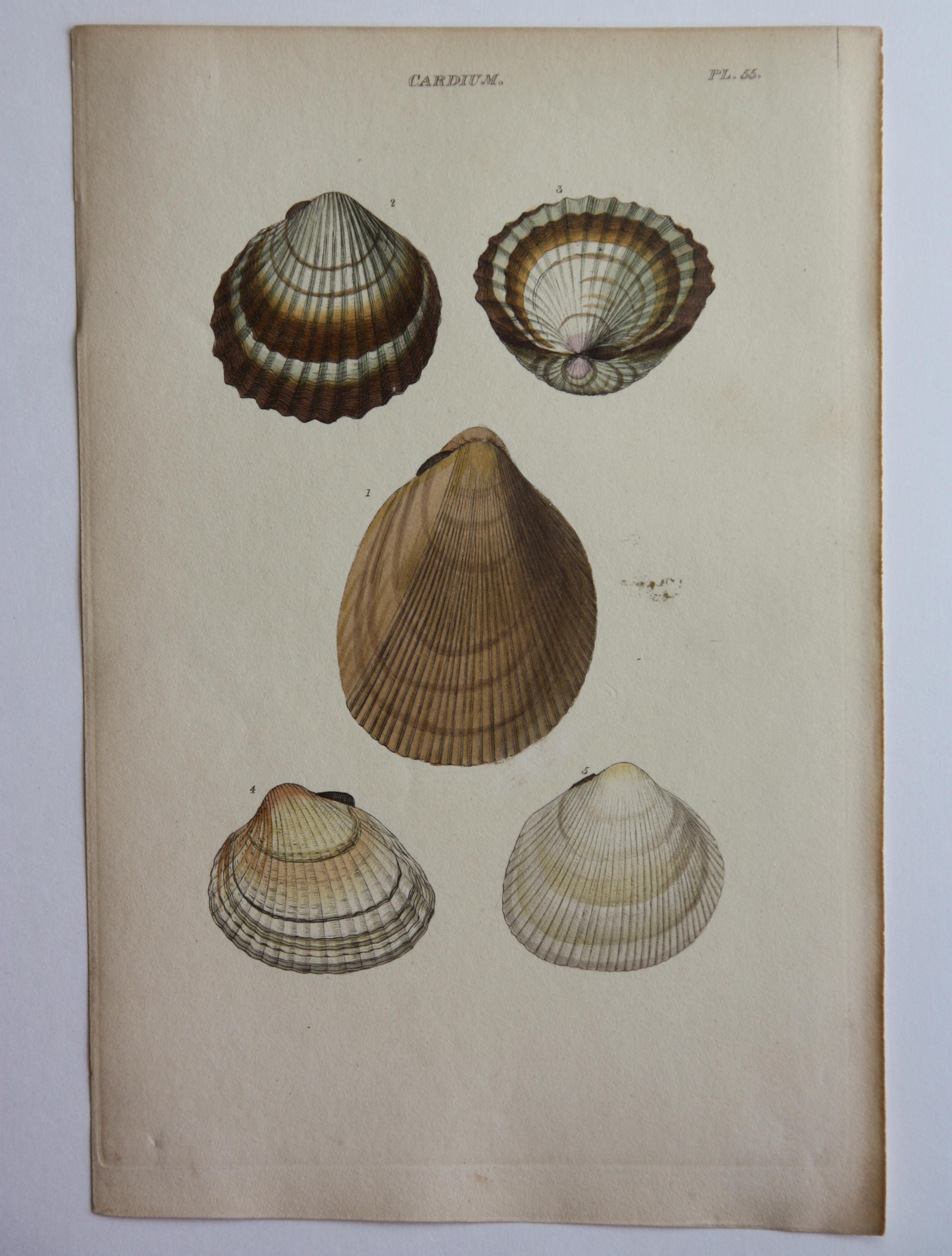 42 Hand-Colored Antique Prints of Shells by William Wood For Sale 1