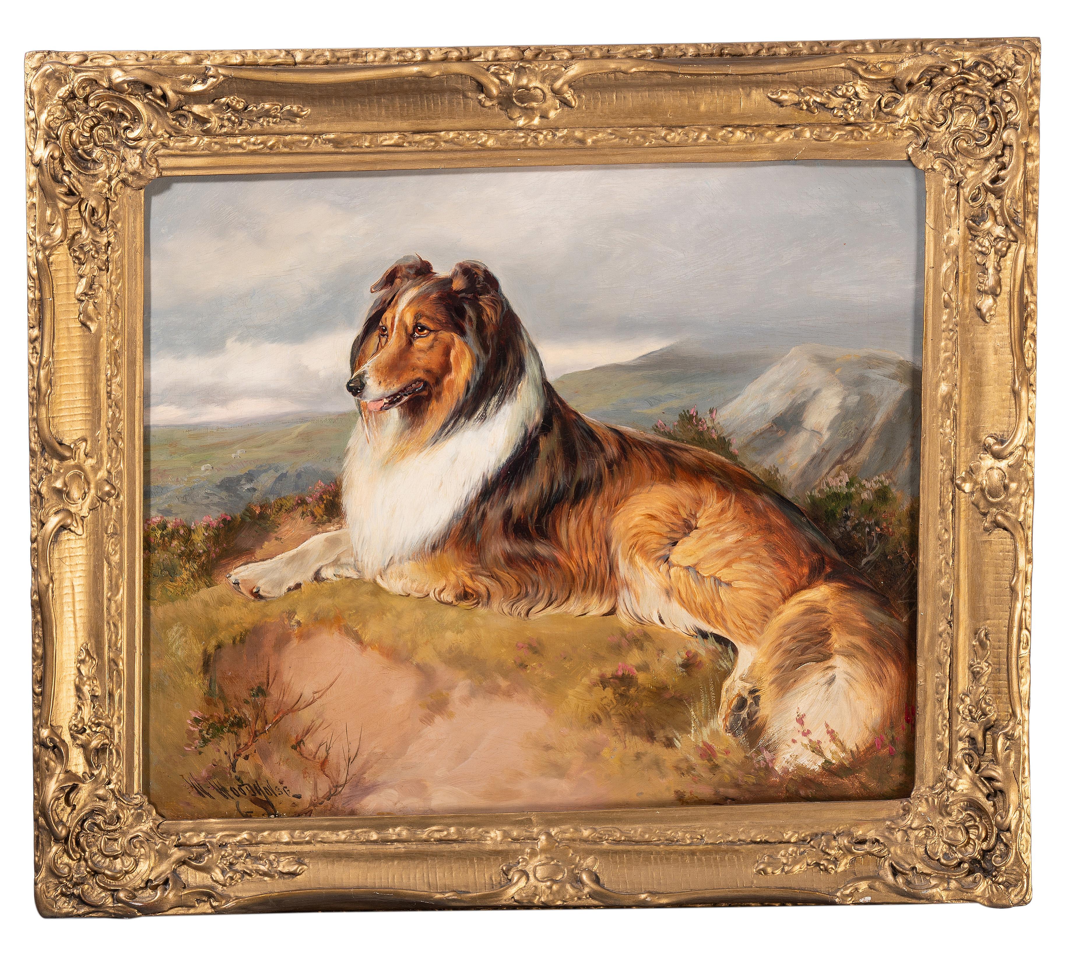 A collie in a landscape