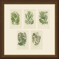 Willows, Poplars and Birch, Set of 5 Antique Botanical Plates, circa 1873