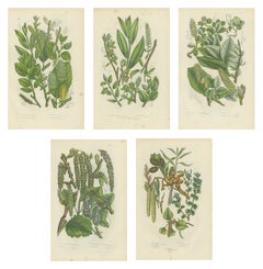 Willows, Poplars and Birch, Set of 5 Antique Botanical Plates, circa 1873