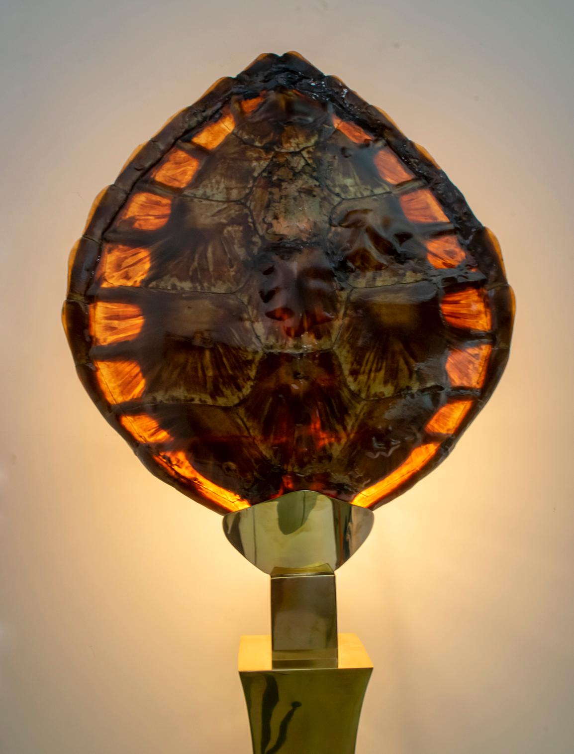 Turtle Shell and Brass Table Lamp, Attrib. to Willy Daro For Sale 2