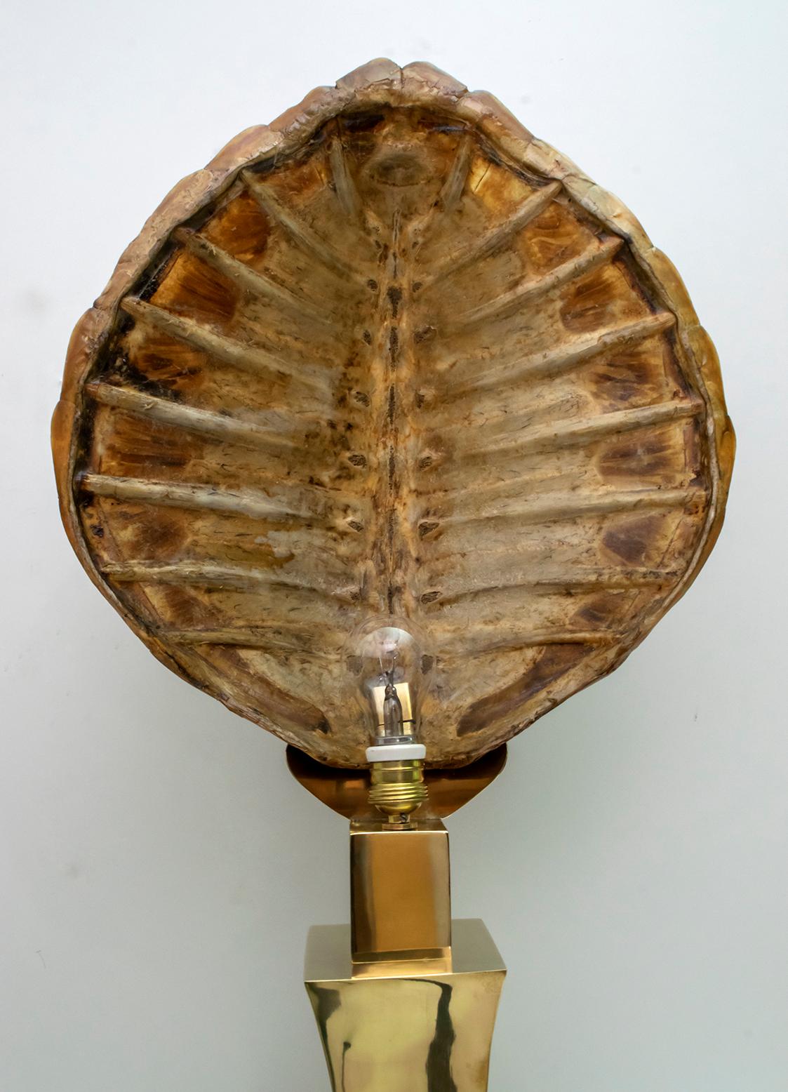Willy Daro Turtle Shell and Brass Table Lamp for Maison Jansen, 1970s For Sale 6
