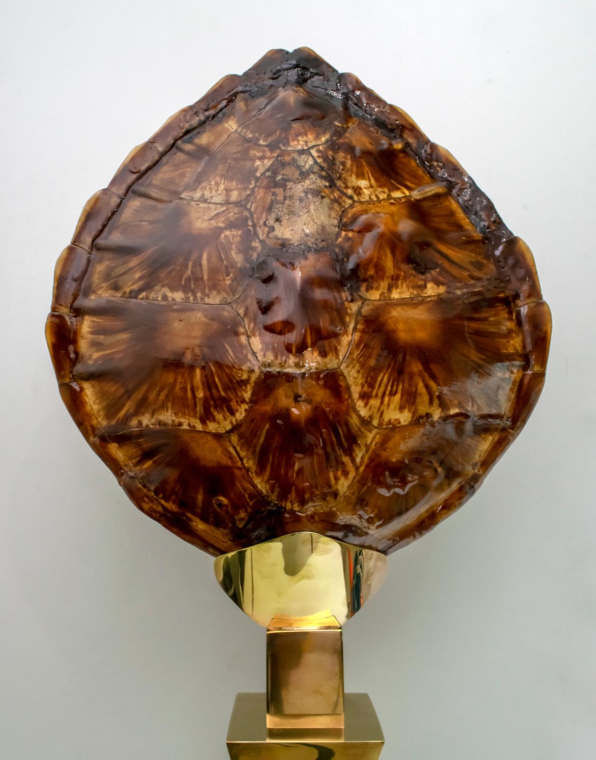 Willy Daro Turtle Shell and Brass Table Lamp for Maison Jansen, 1970s For Sale 1