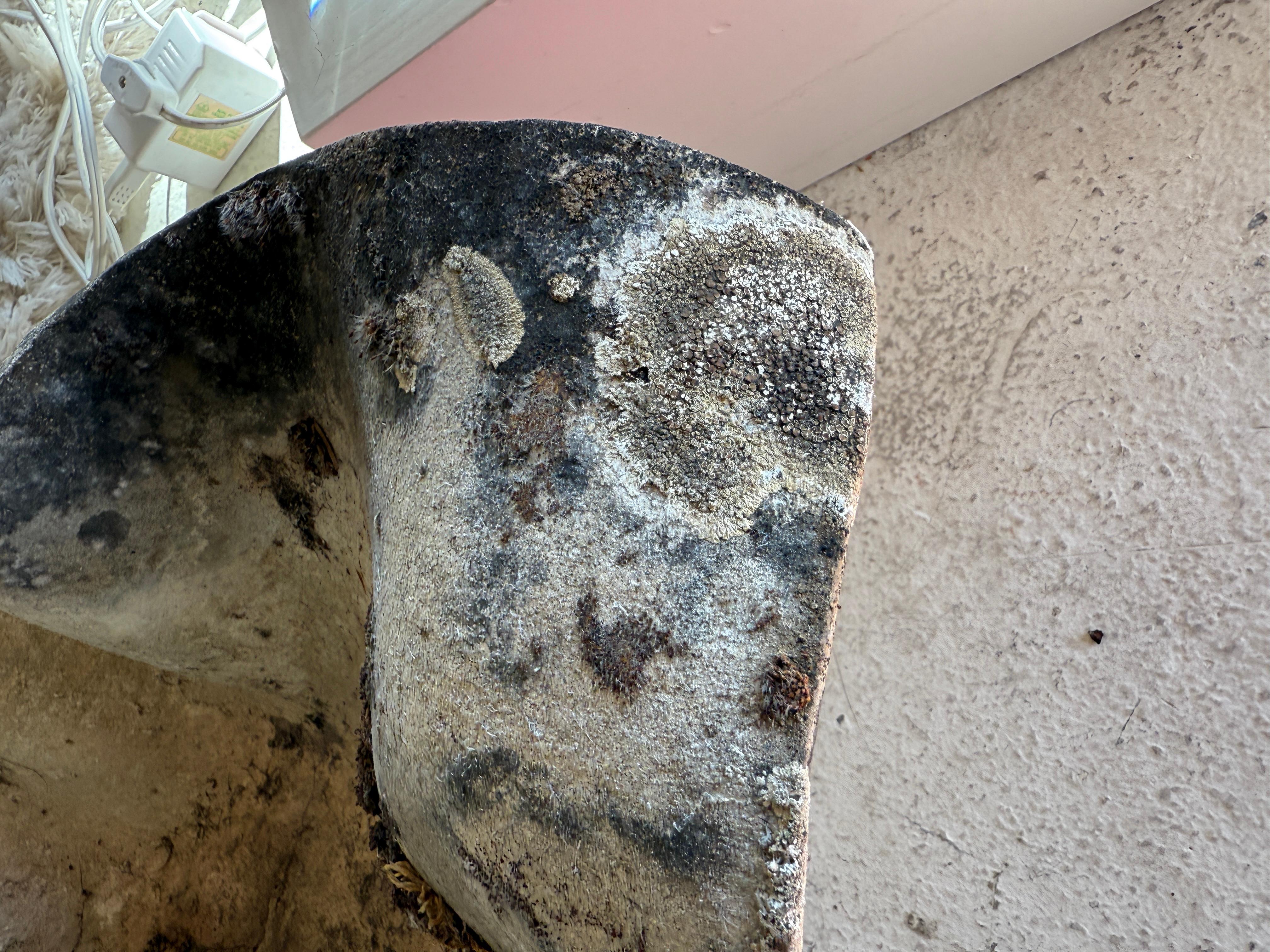 Jardinera pañuelo oreja de elefante Willy Guhl con gran pátina en venta 1