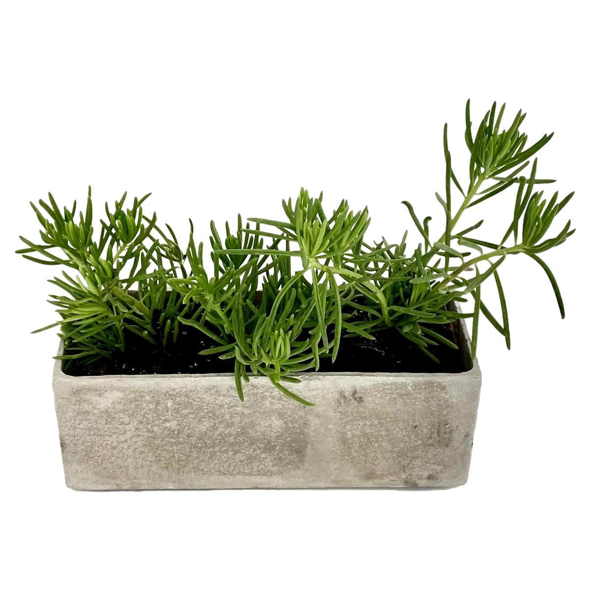 Willy Guhl Petite Trough Planter For Sale