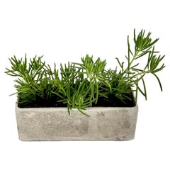 Willy Guhl Petite Trough Planter