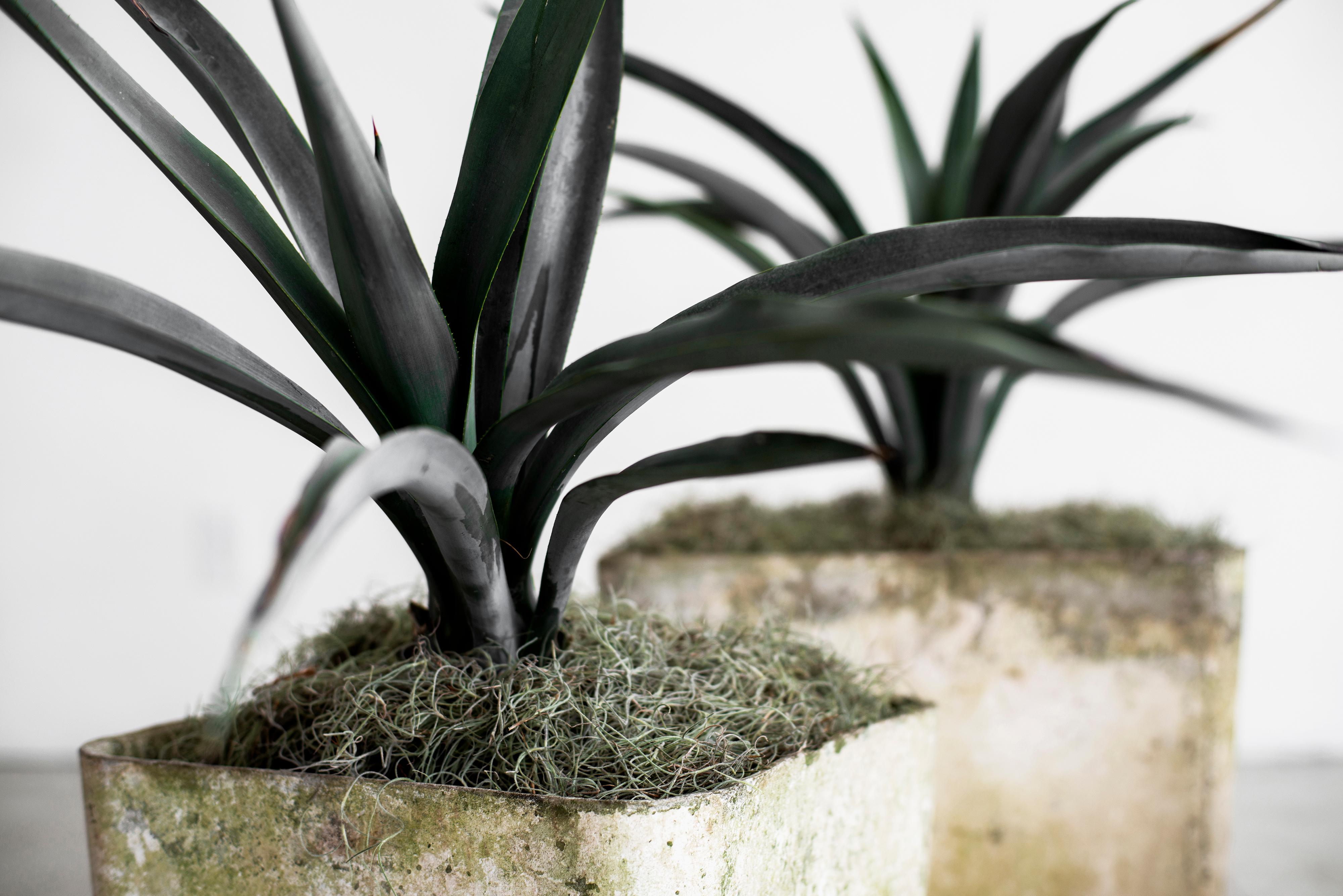 Fantastic cement planter by Willy Guhl.
Square shape.
Priced individually, this is for the single larger size 18 7/8 W x 18 7/8 D x 15 5/8