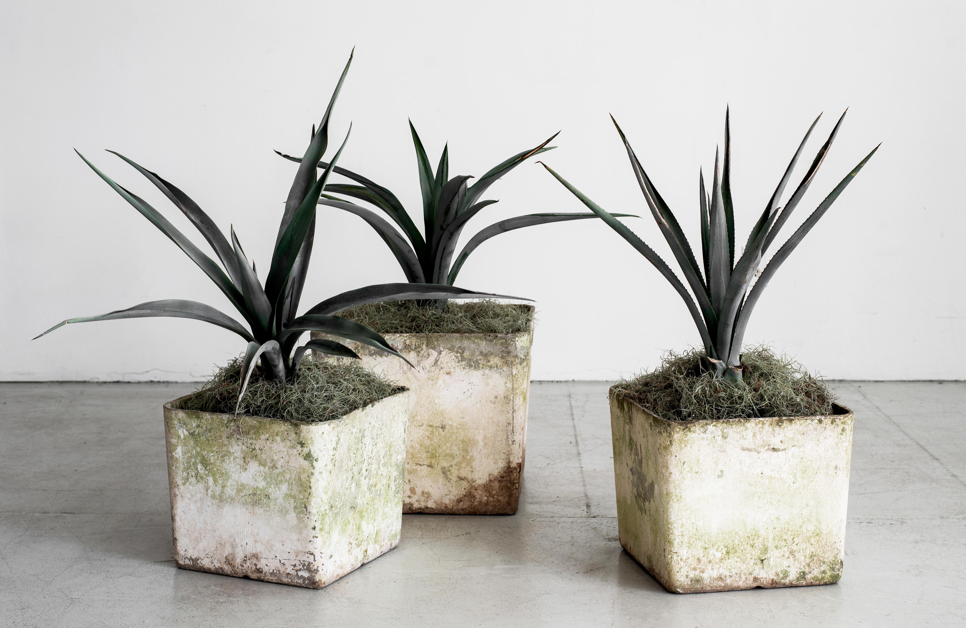 Fantastic cement planter by Willy Guhl.
Square shape.
Priced individually - 2 available 
14 7/8 X 14 7/8 X 12 1/2H 




