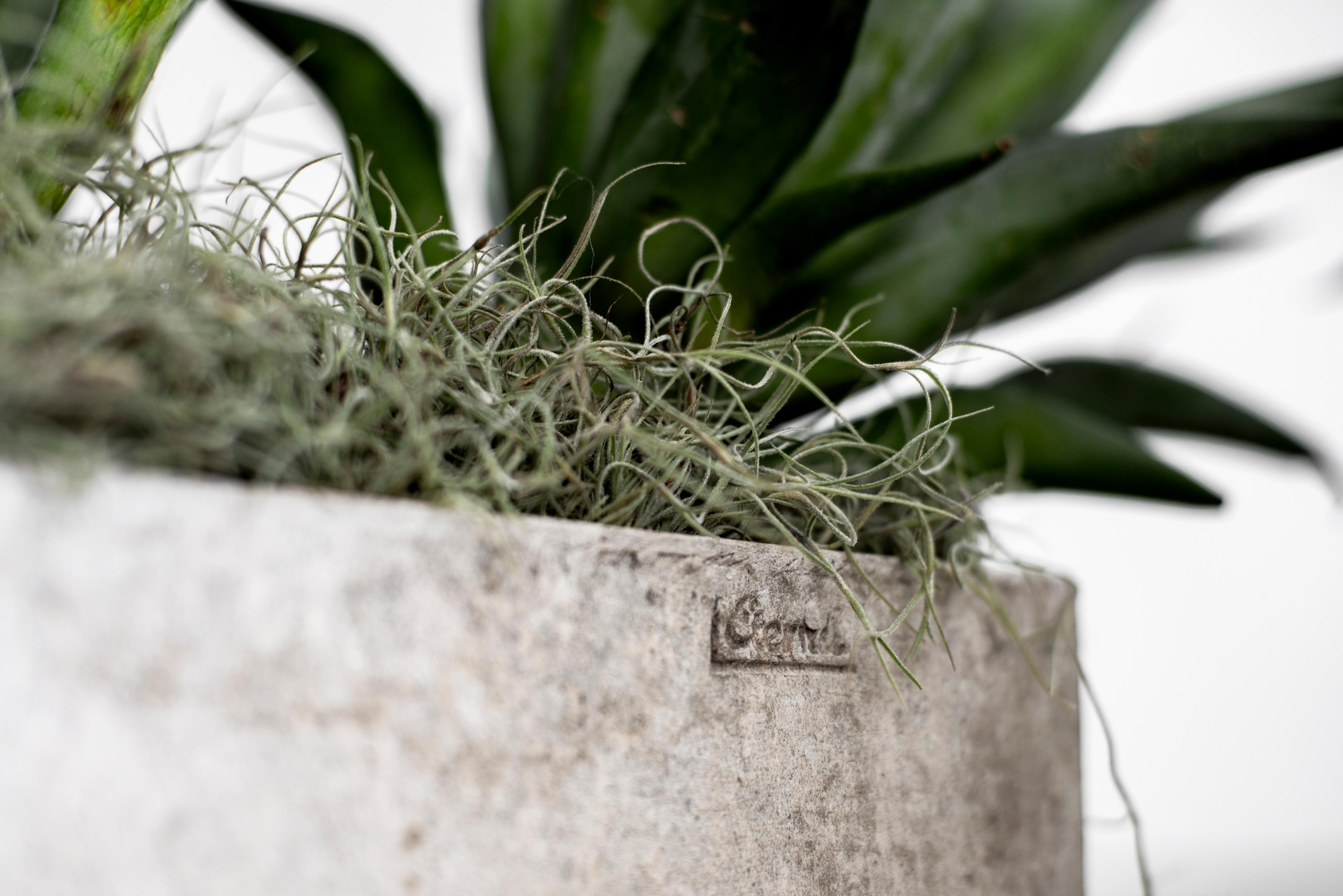 Cement Willy Guhl Planters