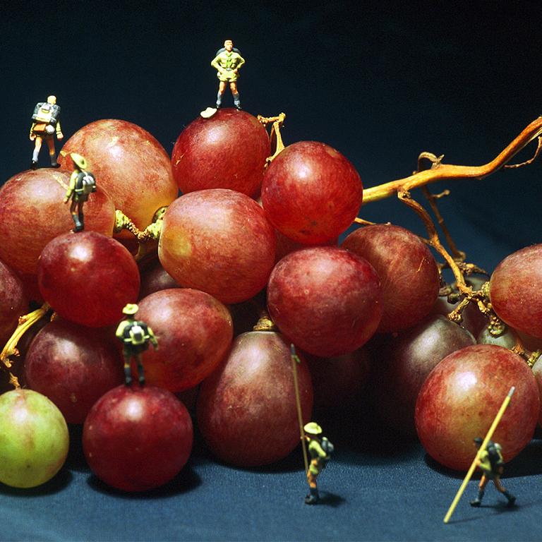 Grape Climbing - 21st Century, Contemporary, Miniature Photography on Plexi 1