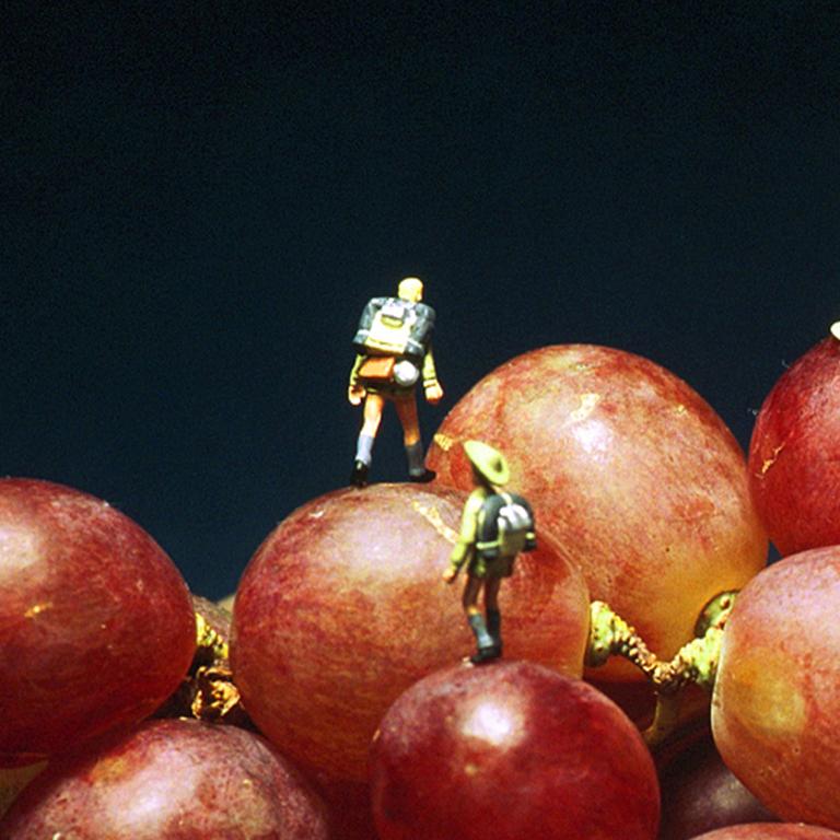 Grape Climbing - 21st Century, Contemporary, Miniature Photography on Plexi 2