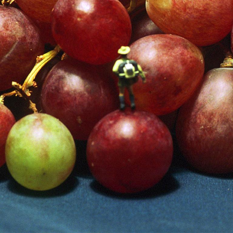 Grape Climbing - 21st Century, Contemporary, Miniature Photography on Plexi 3