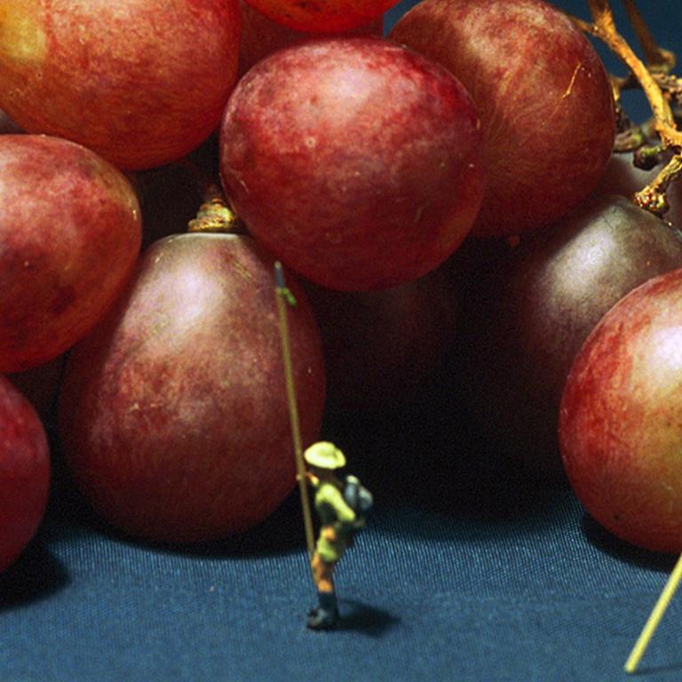 Grape Climbing - 21st Century, Contemporary, Miniature Photography on Plexi 4