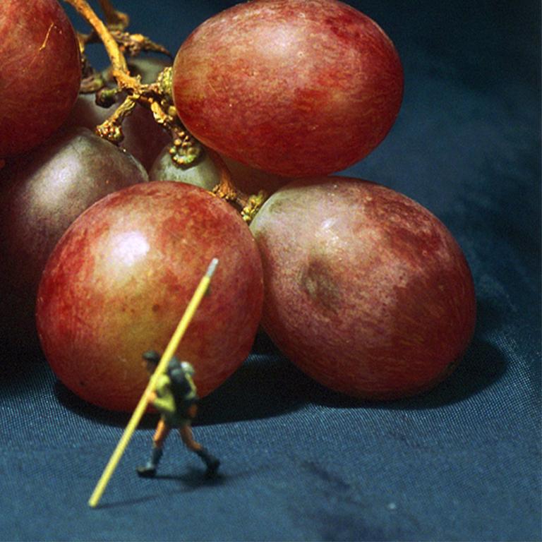 Grape Climbing - 21st Century, Contemporary, Miniature Photography on Plexi 5