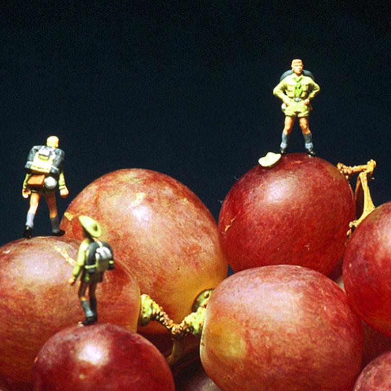 Grape Climbing - 21st Century, Contemporary, Miniature Photography on Plexi 6