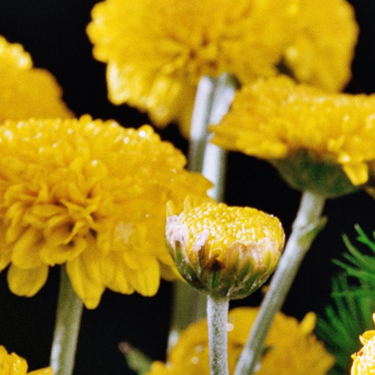 Yellow Flower Power - 21st Century, Contemporary, Miniature Photography on Plexi 5