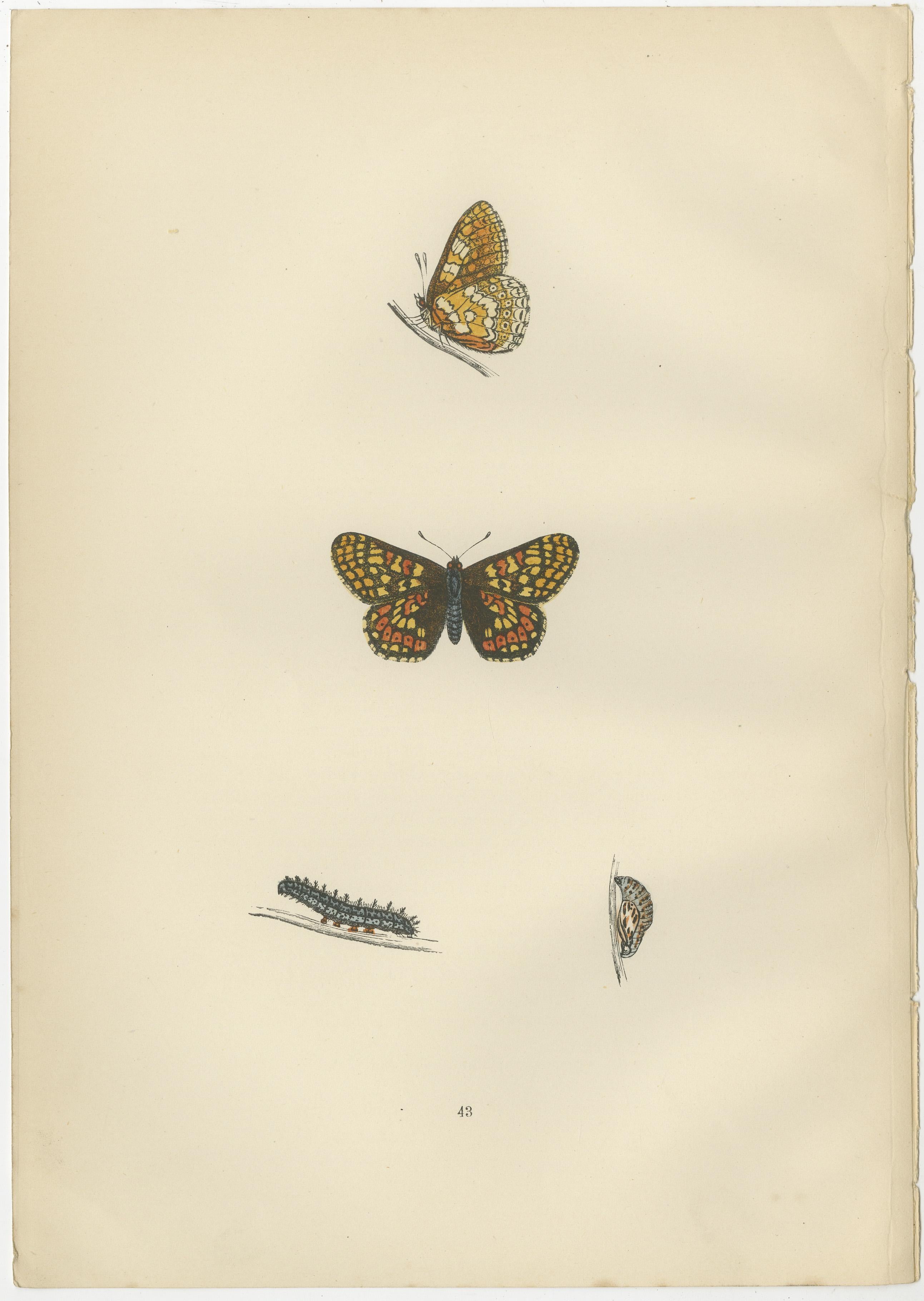 The butterflies depicted in these plates, the Greasy Fritillary, Glanville Fritillary, and Pearl-Bordered Fritillary, are all members of the Fritillary subgroup, which is part of the Nymphalidae family. They are known for their distinctive checkered
