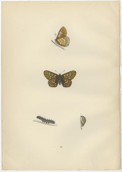 Winged Elegance: A Fritillary Collection from Morris's 1890 British Butterflies
