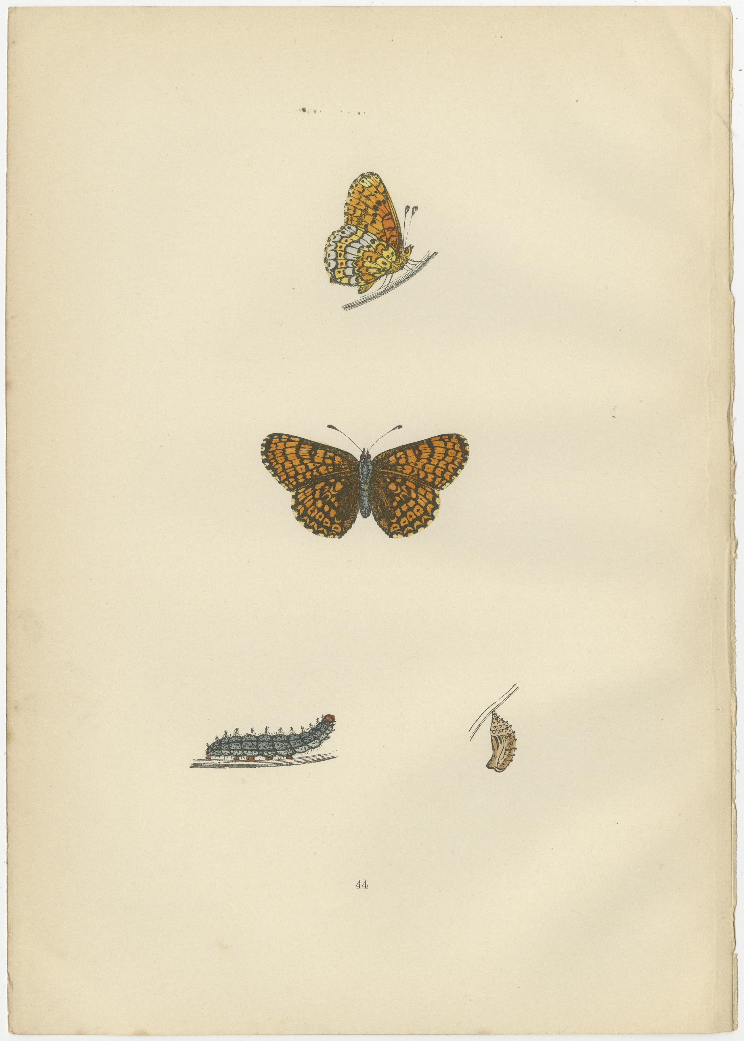 Winged Elegance: A Fritillary Collection from Morris's 1890 British Butterflies In Good Condition For Sale In Langweer, NL