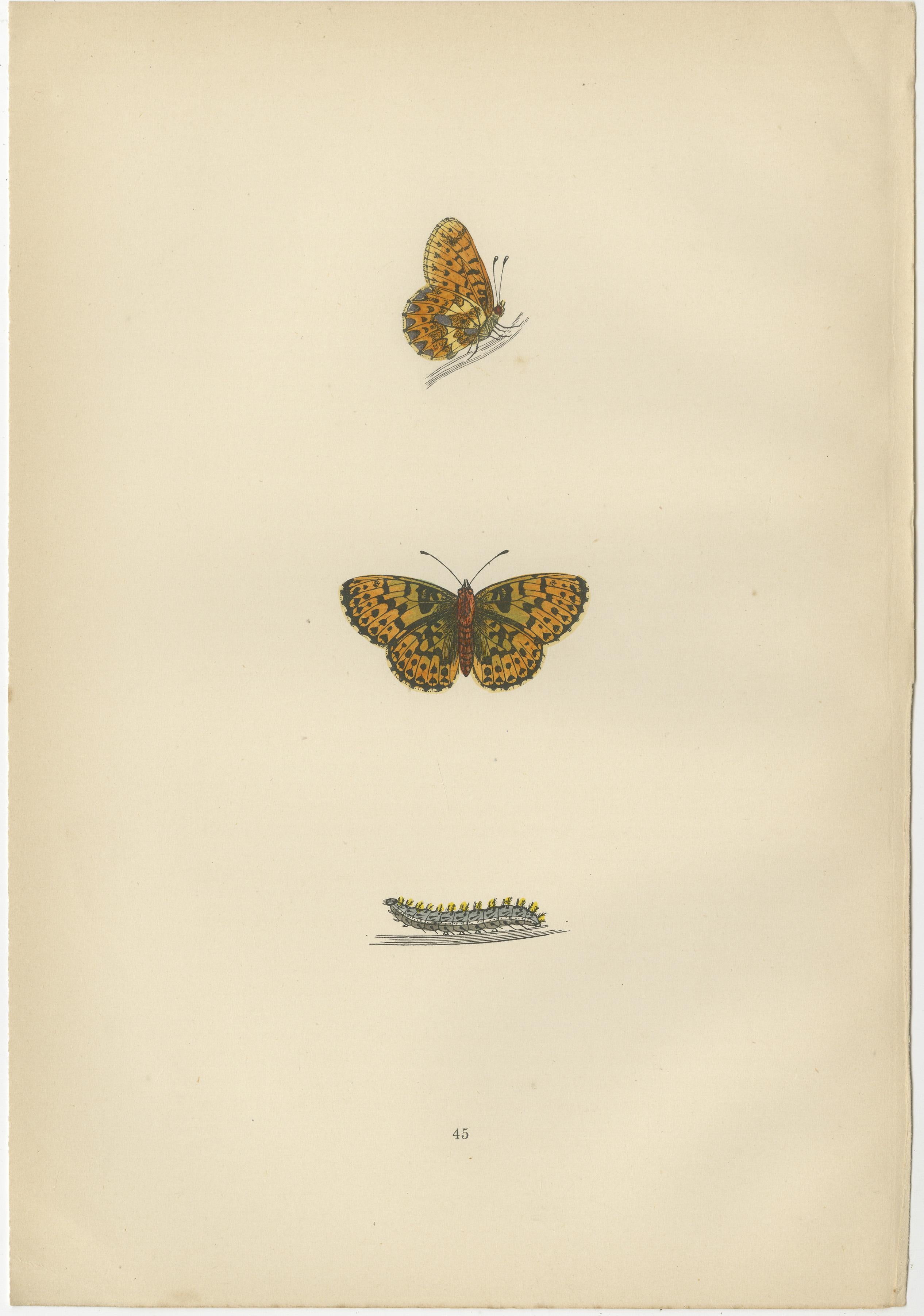 Late 19th Century Winged Elegance: A Fritillary Collection from Morris's 1890 British Butterflies For Sale