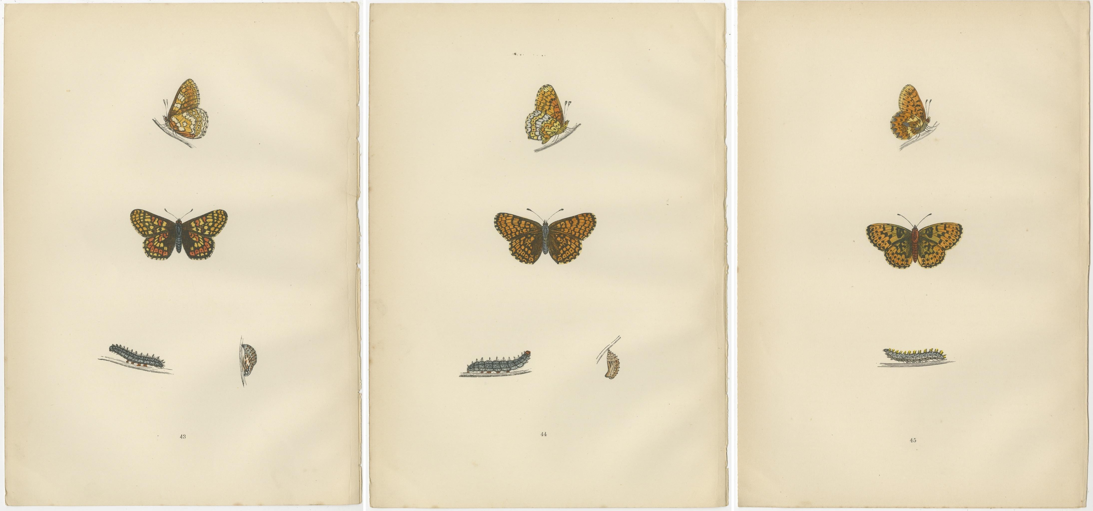 Paper Winged Elegance: A Fritillary Collection from Morris's 1890 British Butterflies For Sale