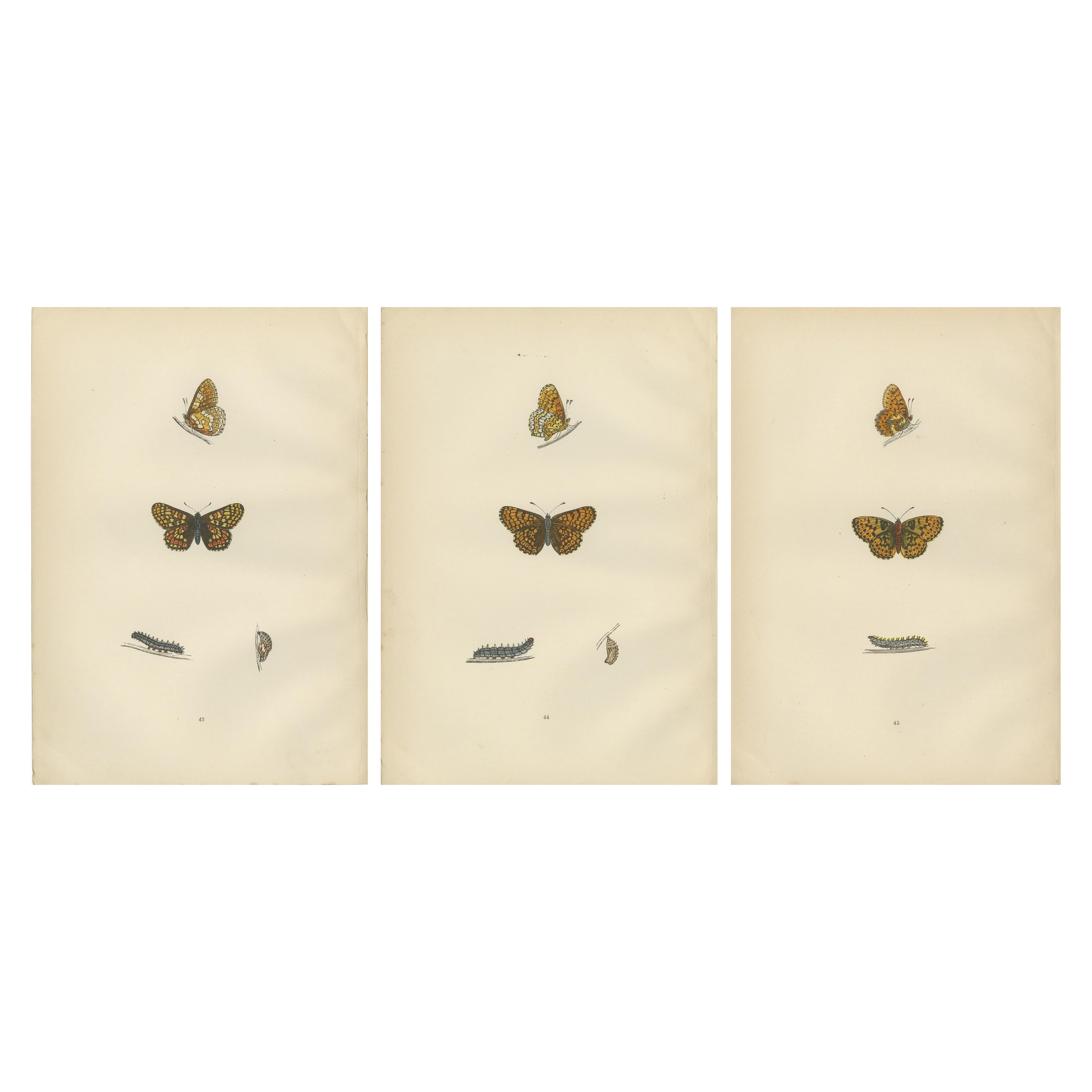 Winged Elegance: Eine Fritillary Collection aus Morris' britischen Schmetterlingen aus dem Jahr 1890 im Angebot