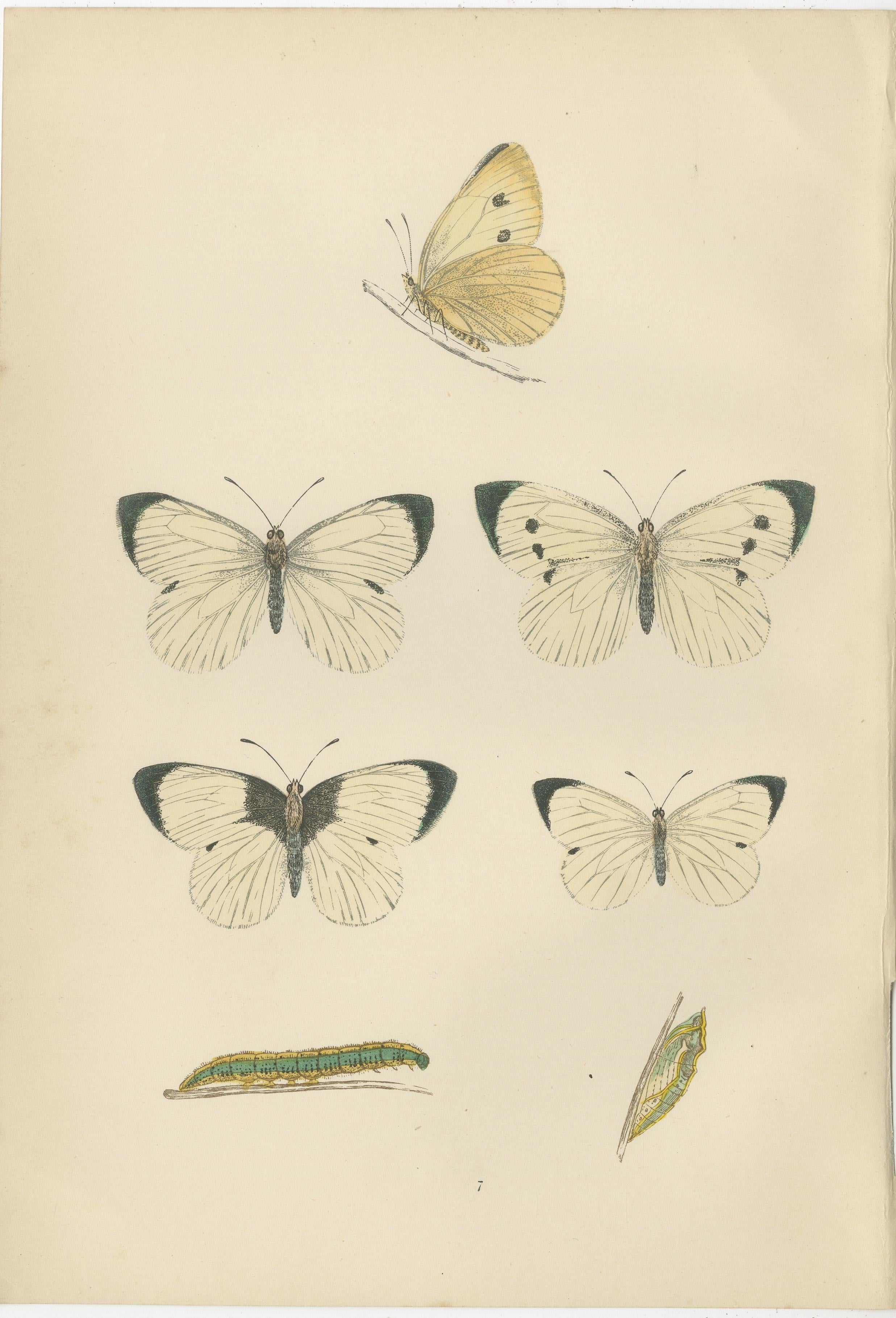 These are original plates coloured by hand from the sixth edition of the publication with title: 'A History of British Butterflies' by Morris. Published in London in 1890. .

These illustrations depict three distinct species of British butterflies,