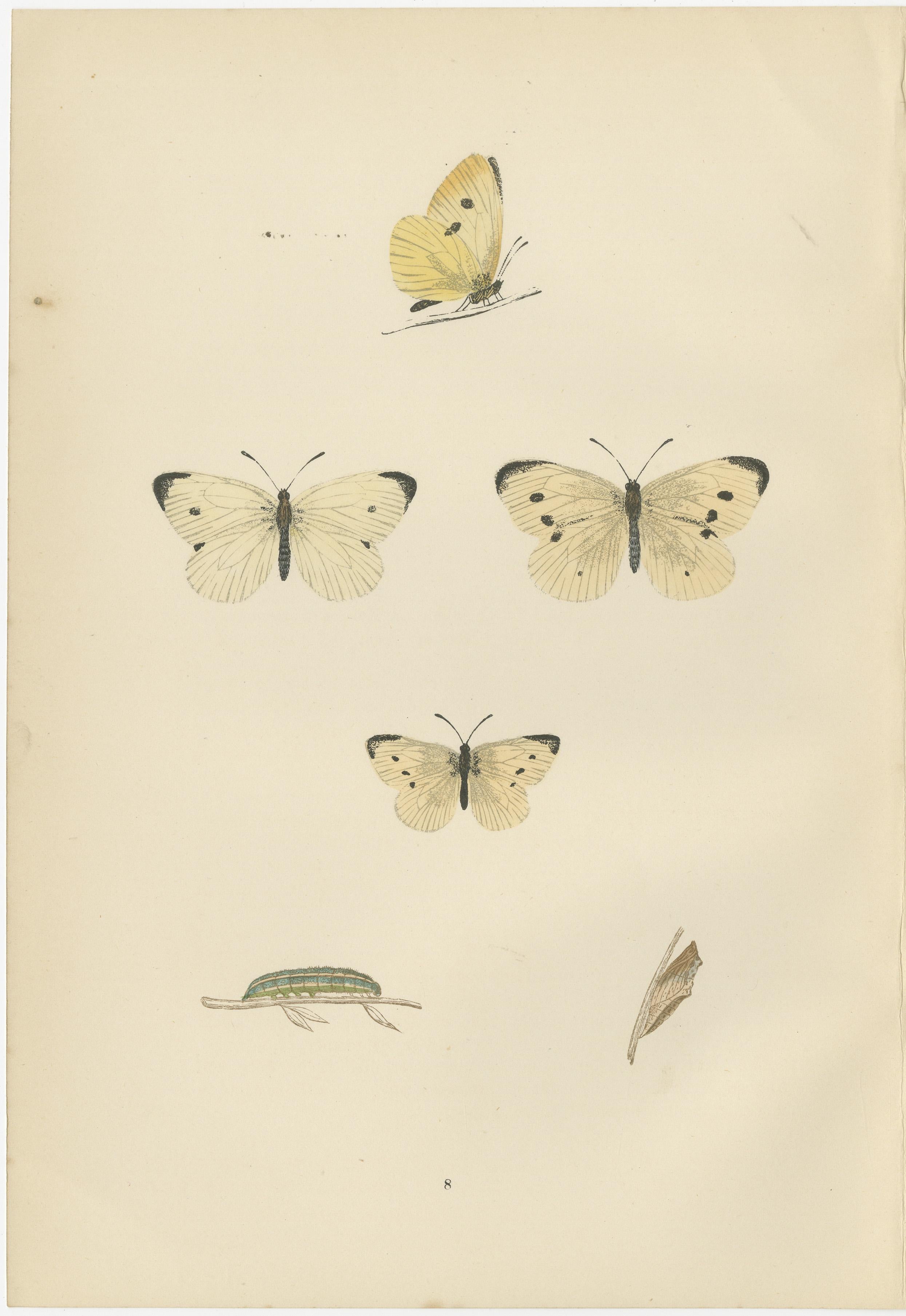 Winged Elegance: Stages of Lepidopteran Grace, Published in 1890 In Good Condition For Sale In Langweer, NL