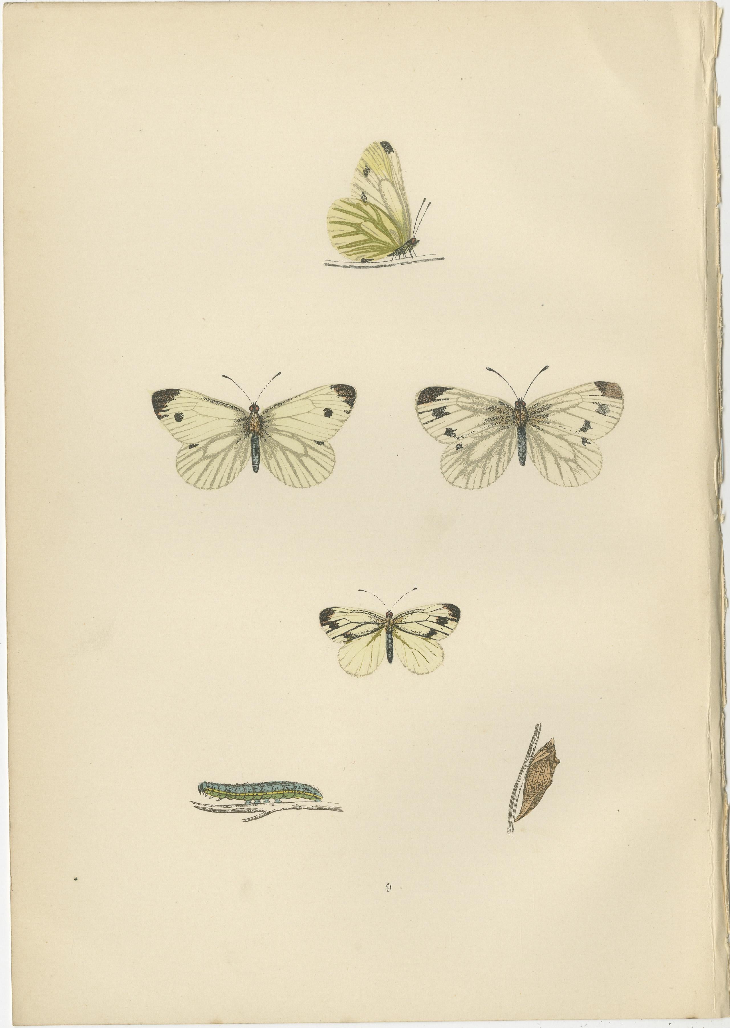Late 19th Century Winged Elegance: Stages of Lepidopteran Grace, Published in 1890 For Sale