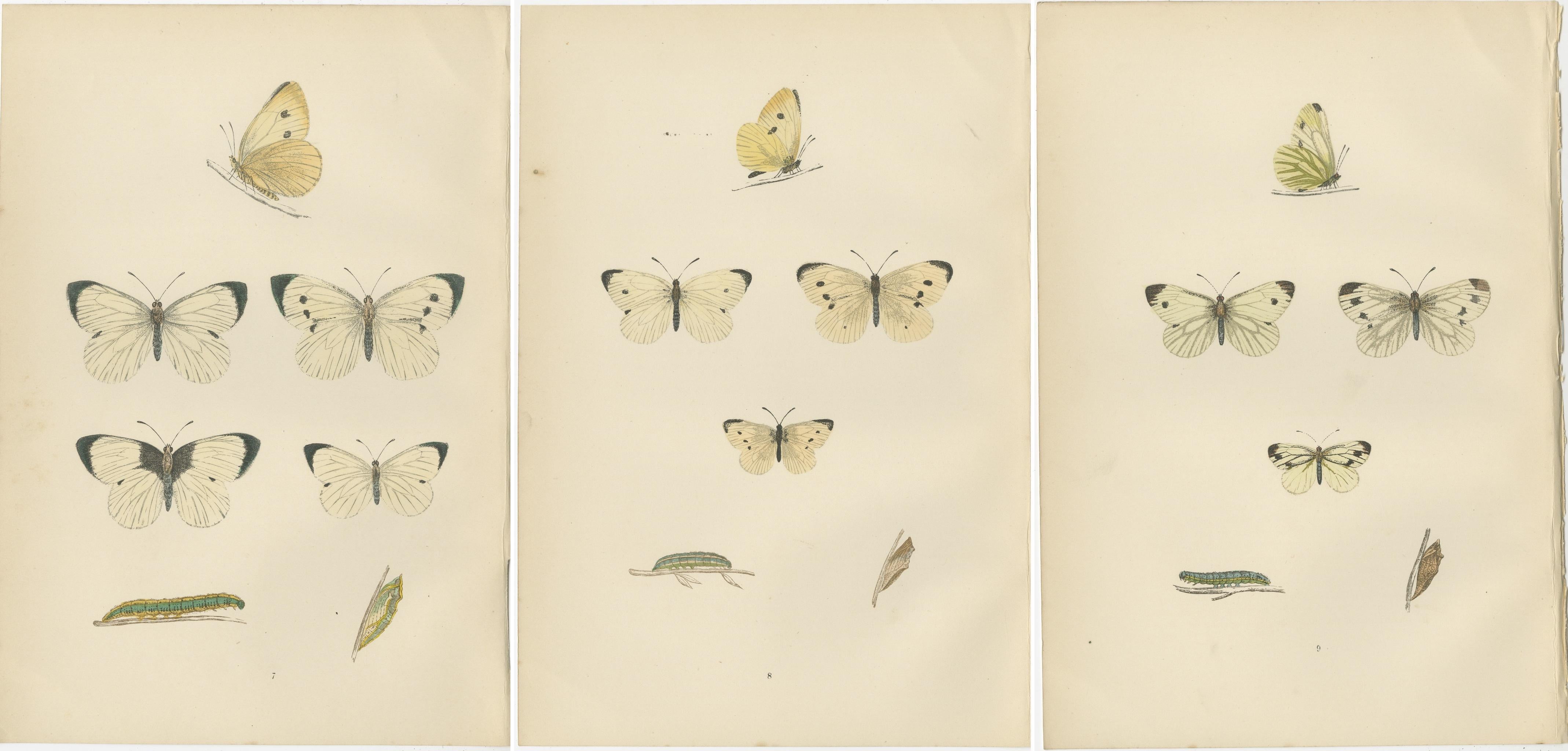 Paper Winged Elegance: Stages of Lepidopteran Grace, Published in 1890 For Sale