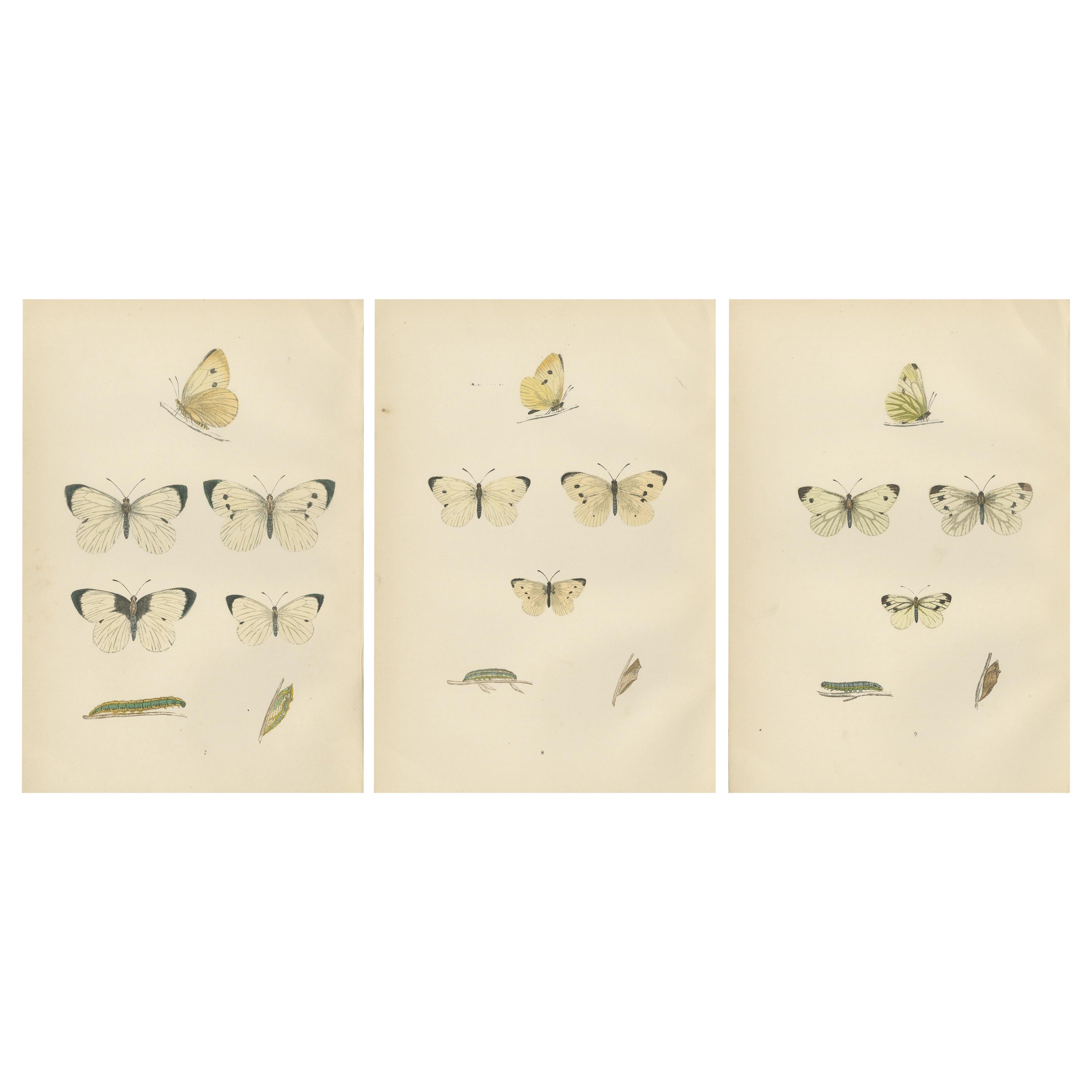 Winged Elegance: Stages of Lepidopteran Grace, veröffentlicht 1890