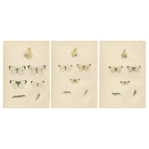 Winged Elegance: Stages of Lepidopteran Grace, Published in 1890