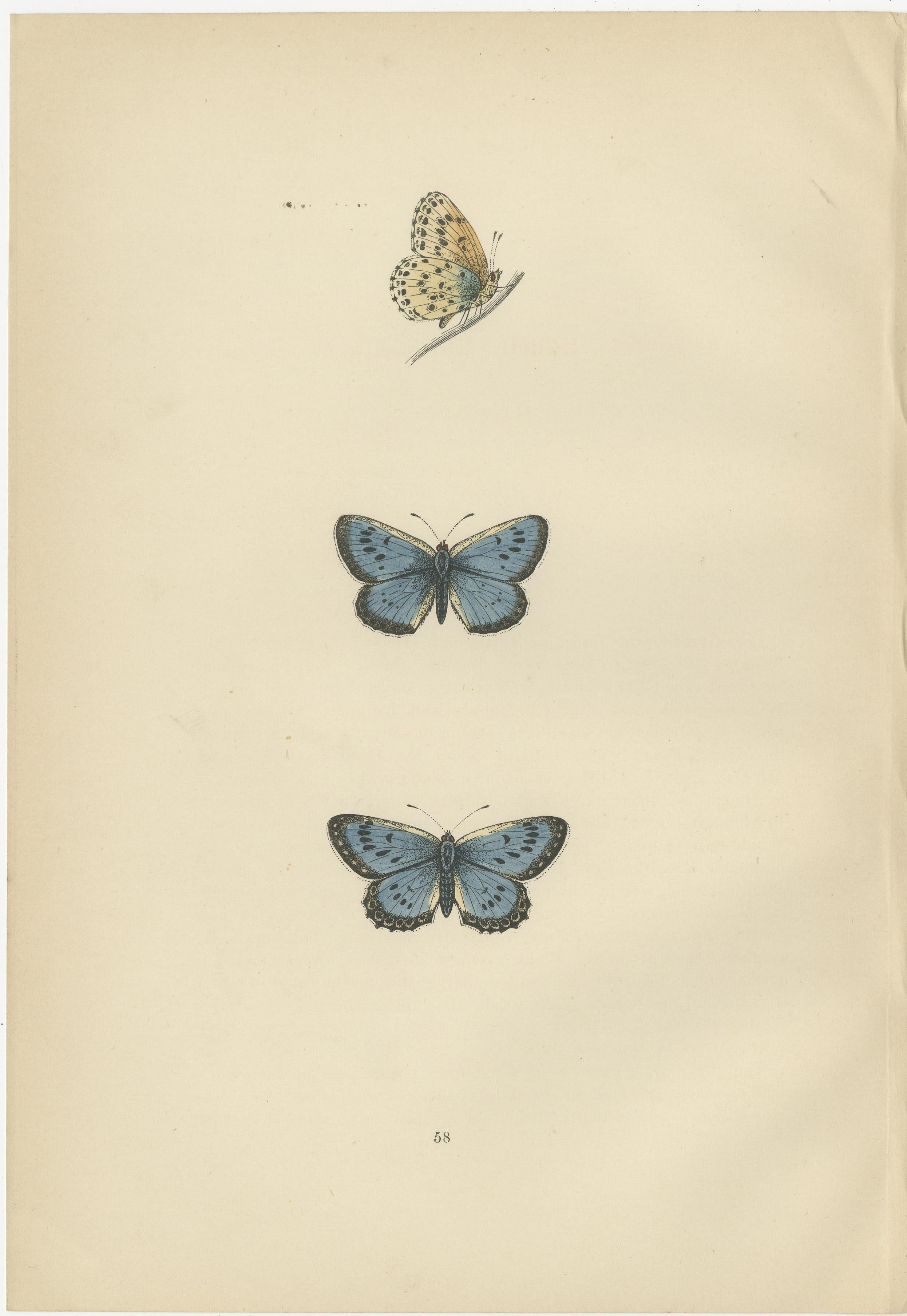 The three butterfly species depicted in the original hand-colored plates from the sixth edition of 