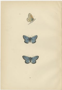 Winged Jewels of the Victorian Era: Hand-Colored Butterfly Masterpieces, 1890
